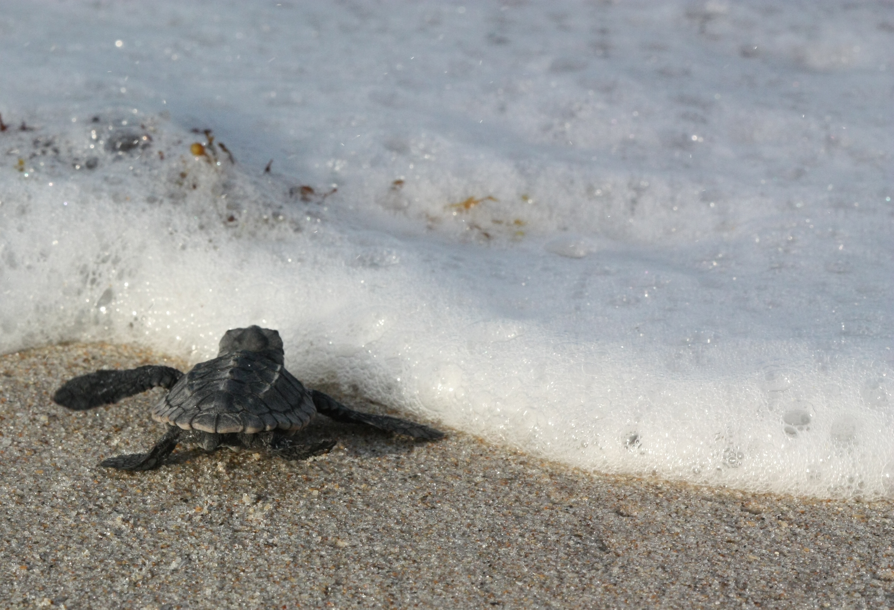 An image of a baby sea turtle crawling towards seafoam. 
