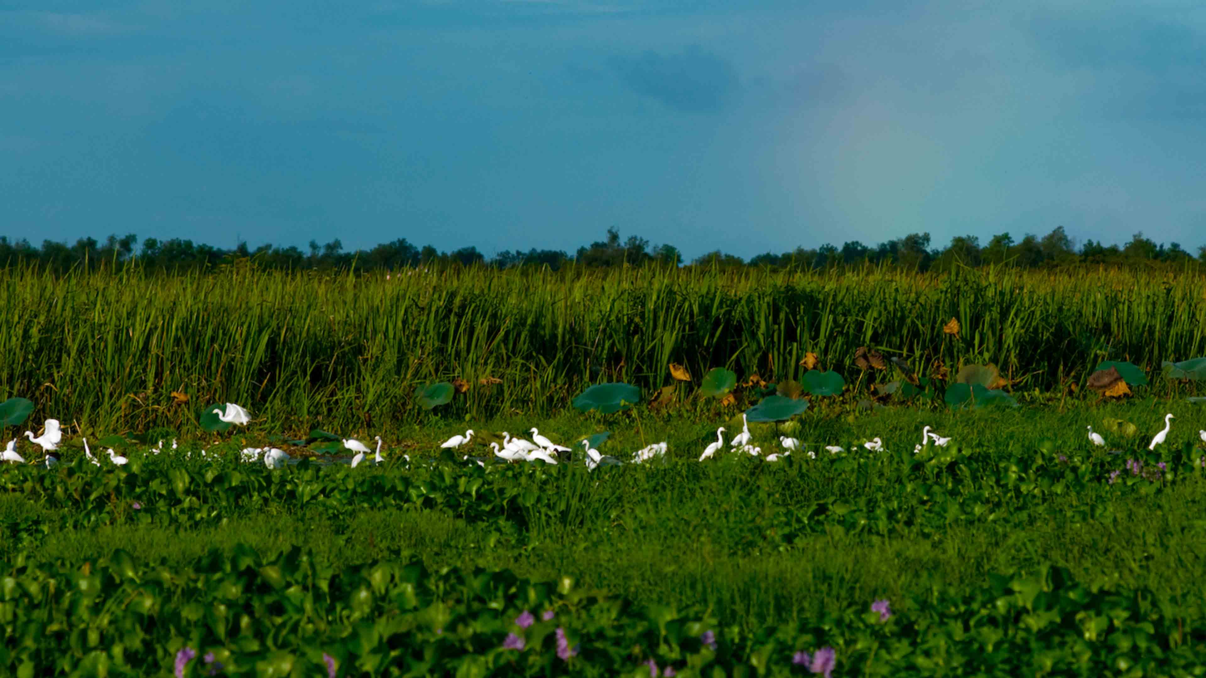 Group of long-necked, long-legged waterbirds in marsh