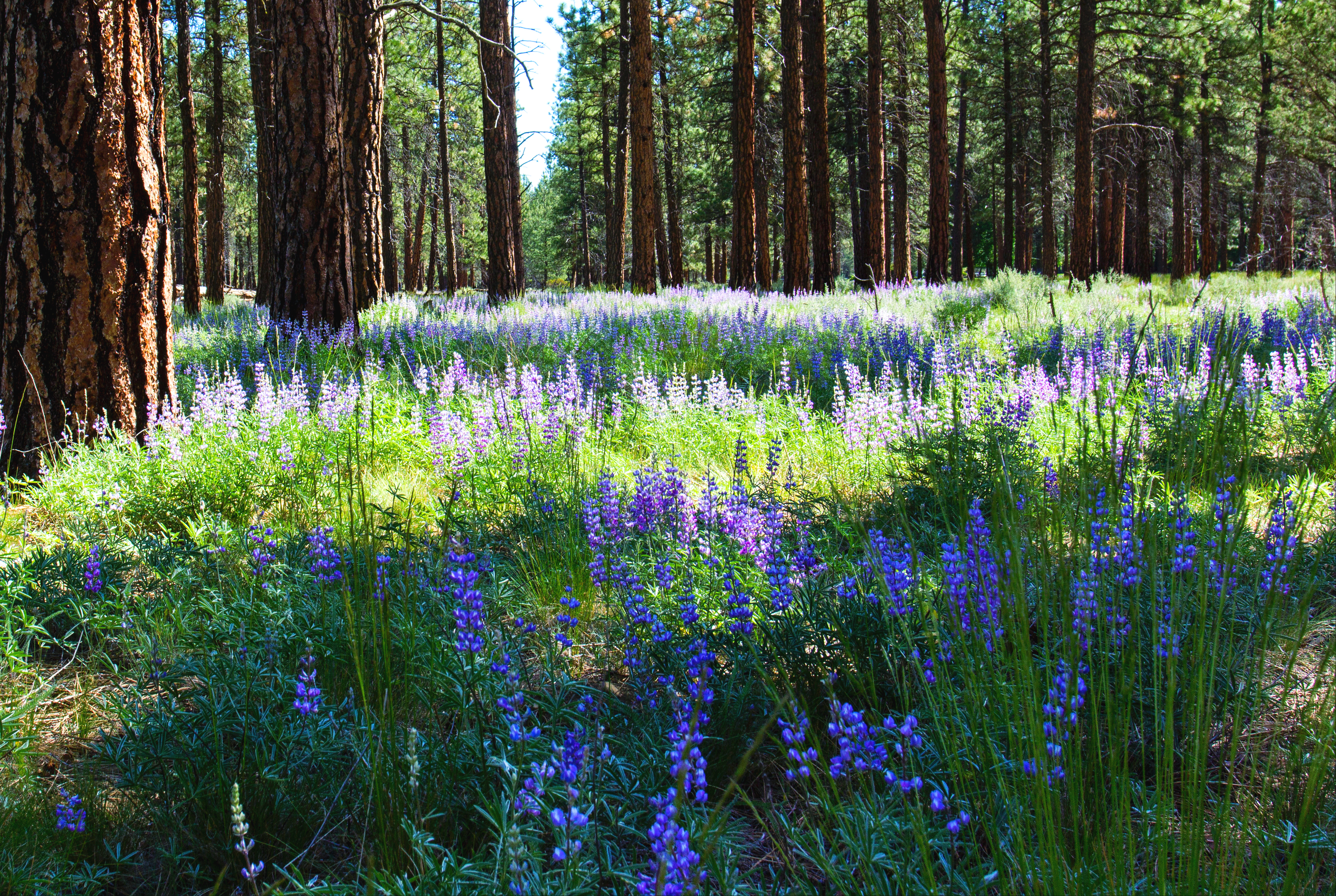 Trees and lupine at Metolius Preserve in Oregon by Bonnie Moreland