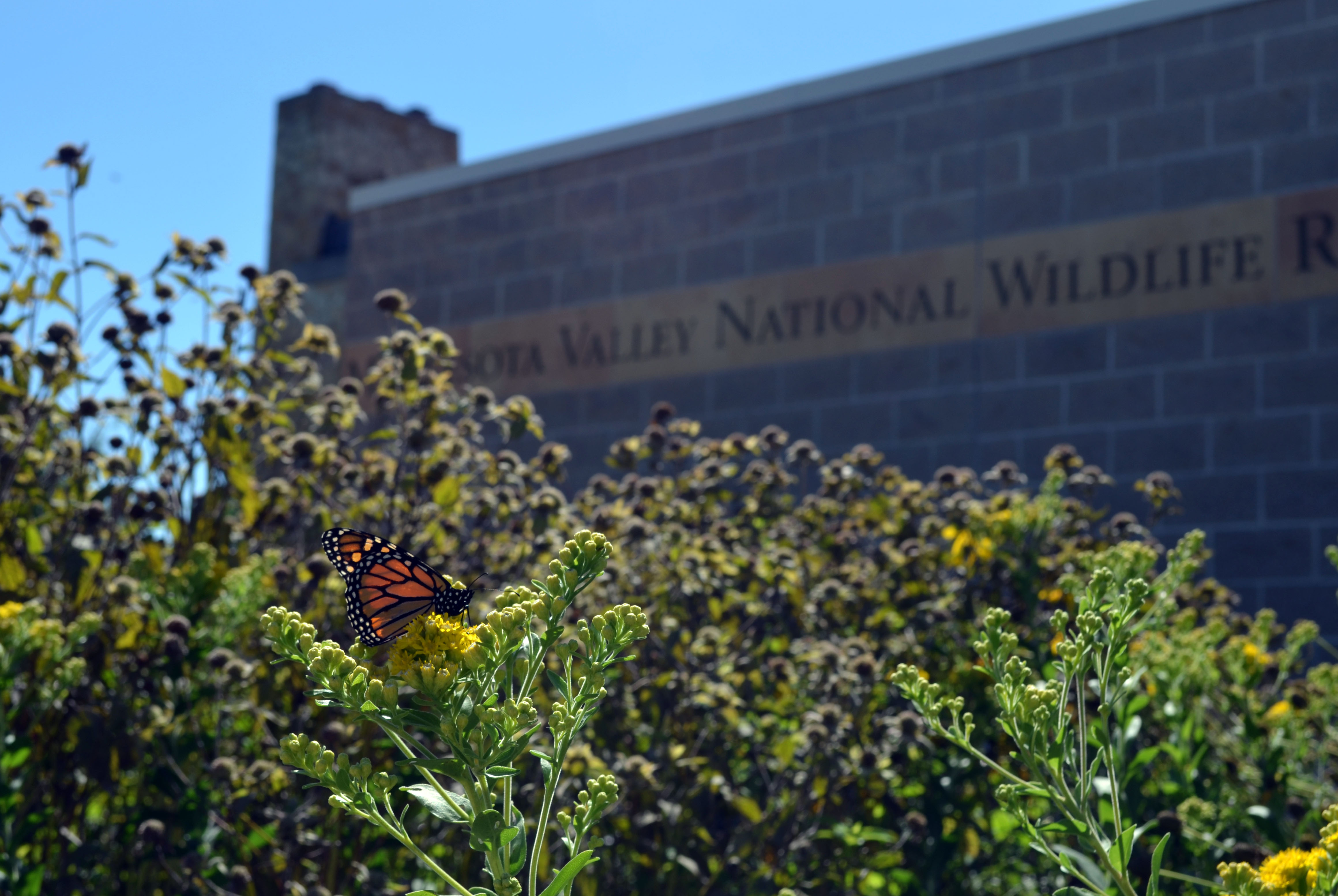 Single monarch butterfly rests on goldenrod outside the Minnesota Valley NWR Visitor Center.