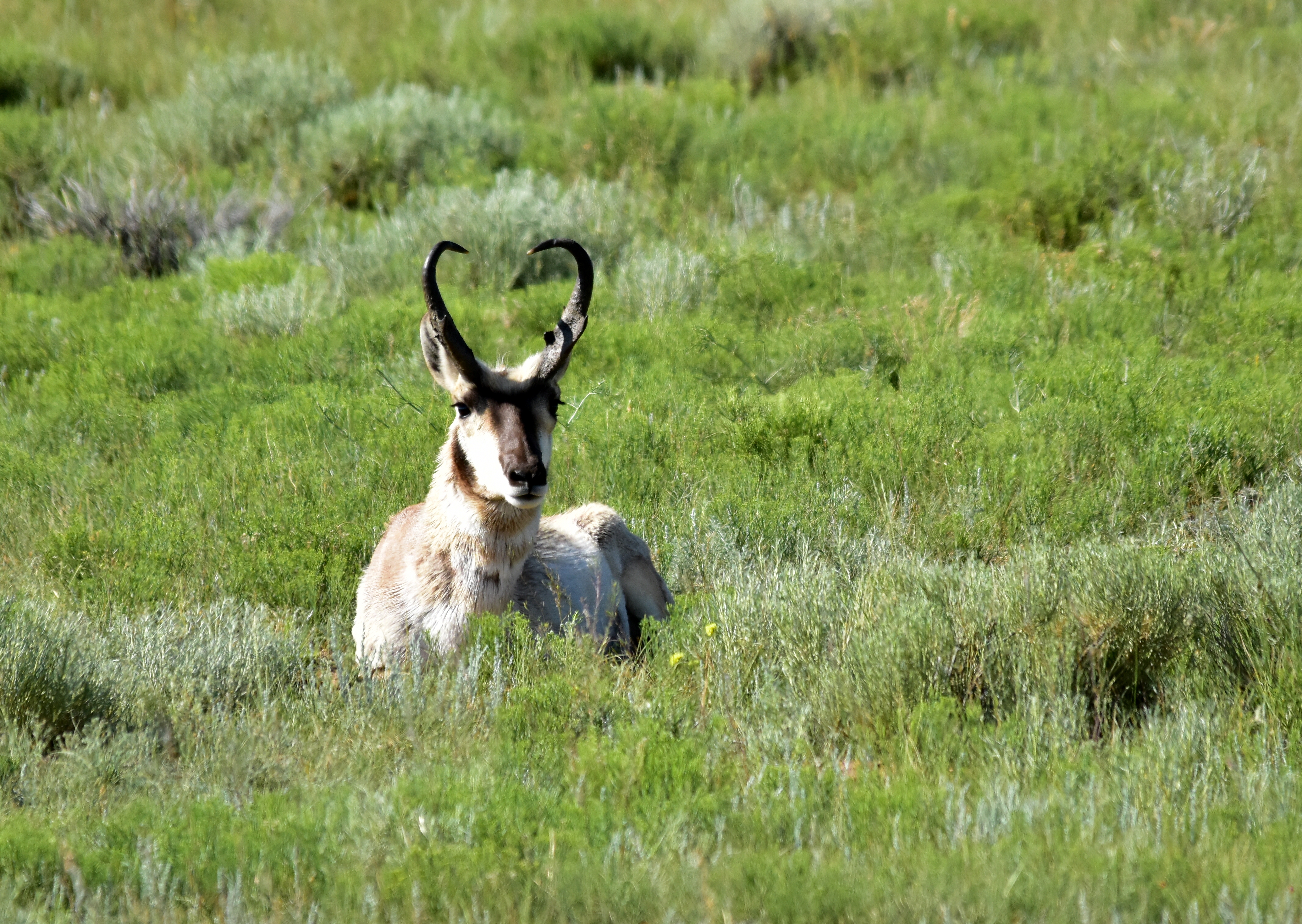 Pronghorn antelope buck on National Wildlife Refuge in the spring.