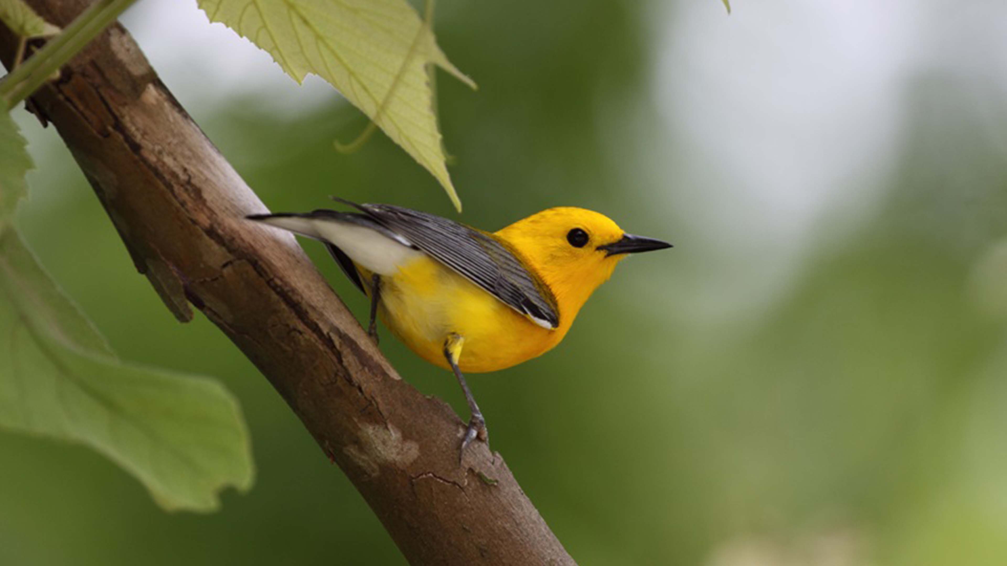 Prothonotary warbler perched on a branch amid green foliage