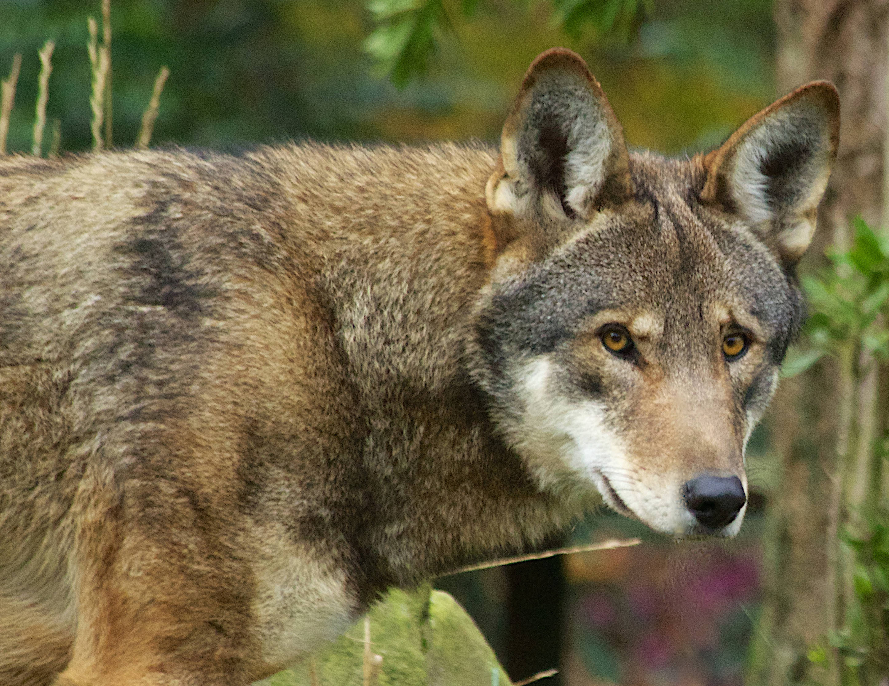 Side view of a red wolf, showing head and shoulders
