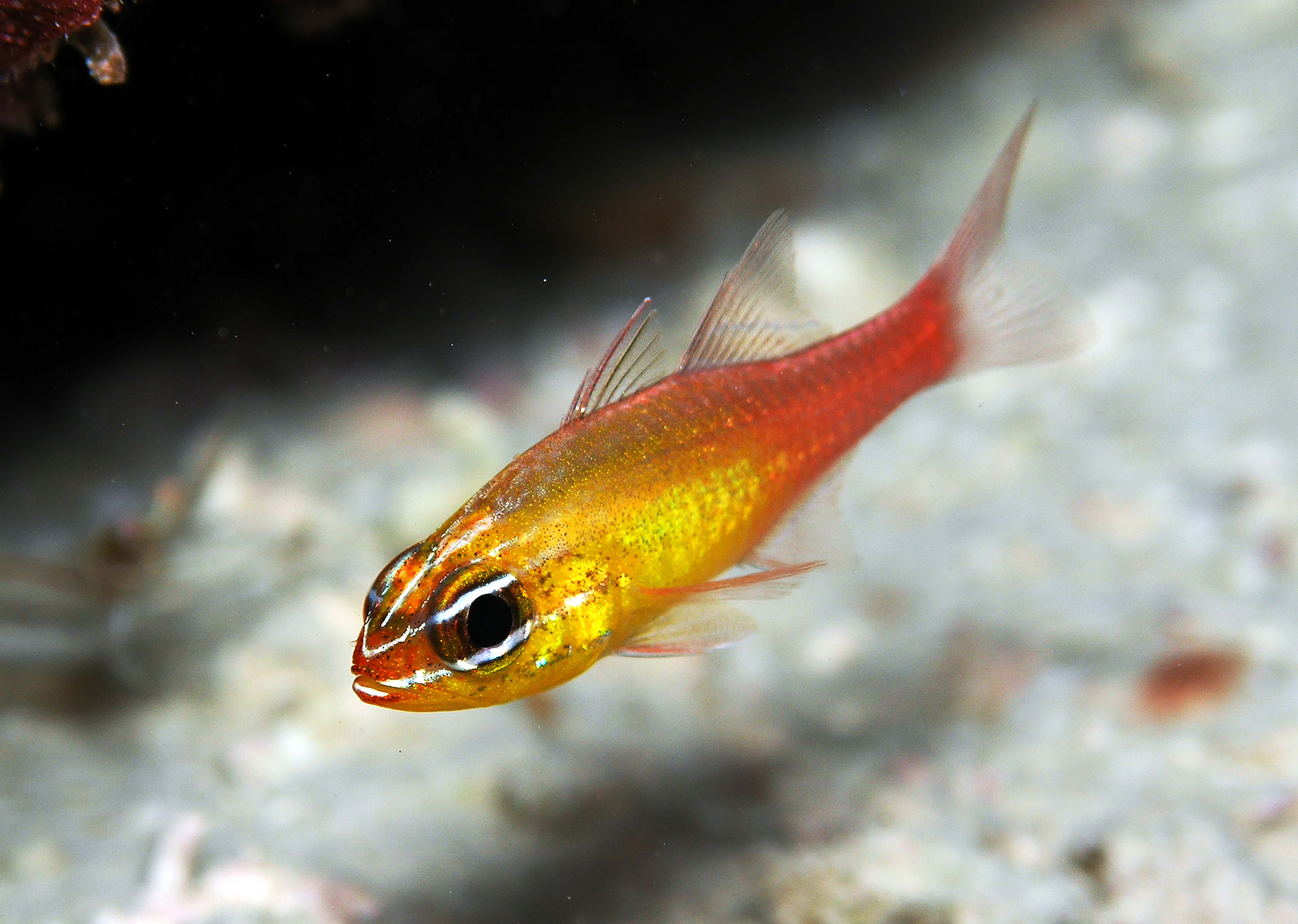 A golden orange fish swims along the bottom of the sandy ocean