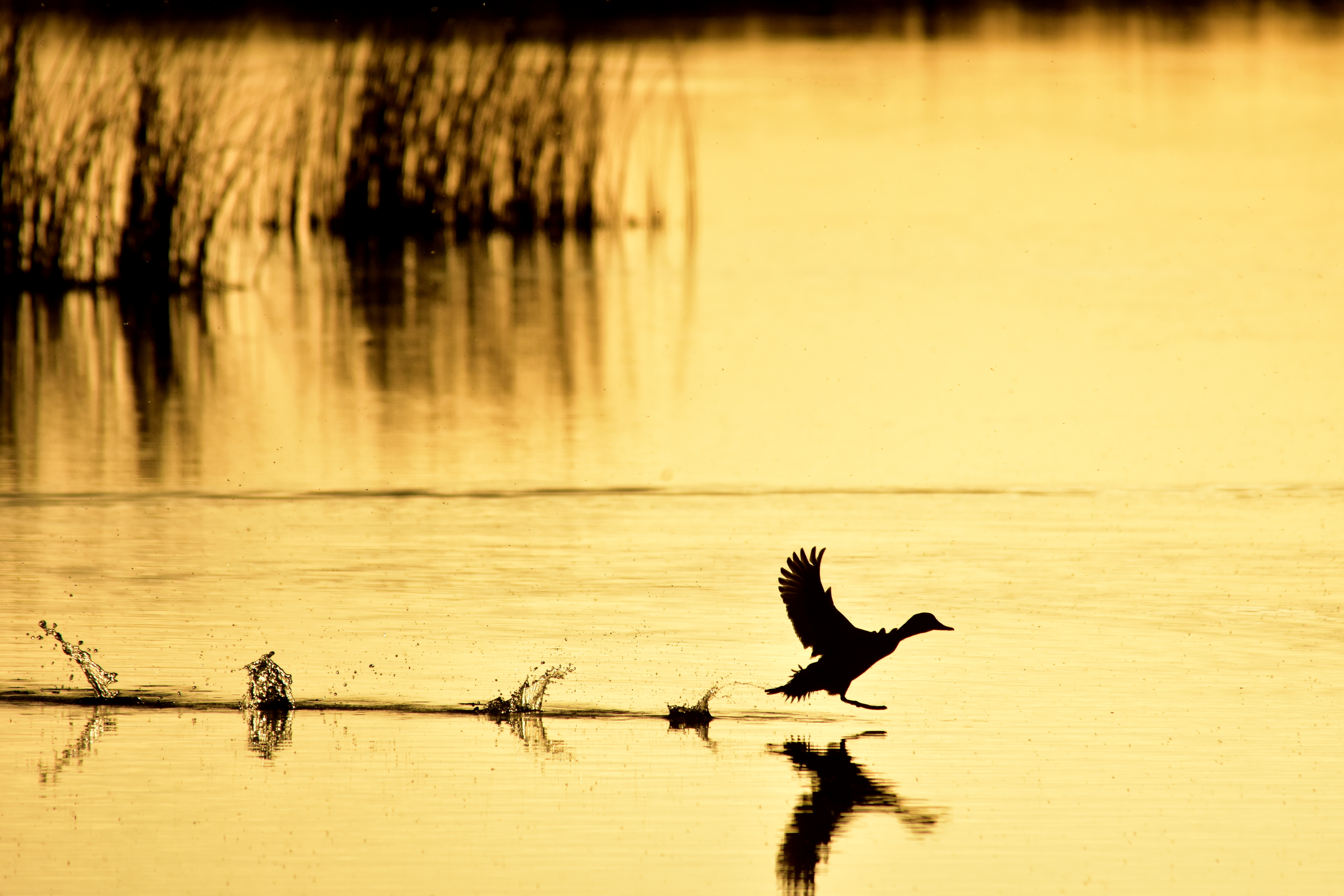 A redhead duck runs across the water on takeoff