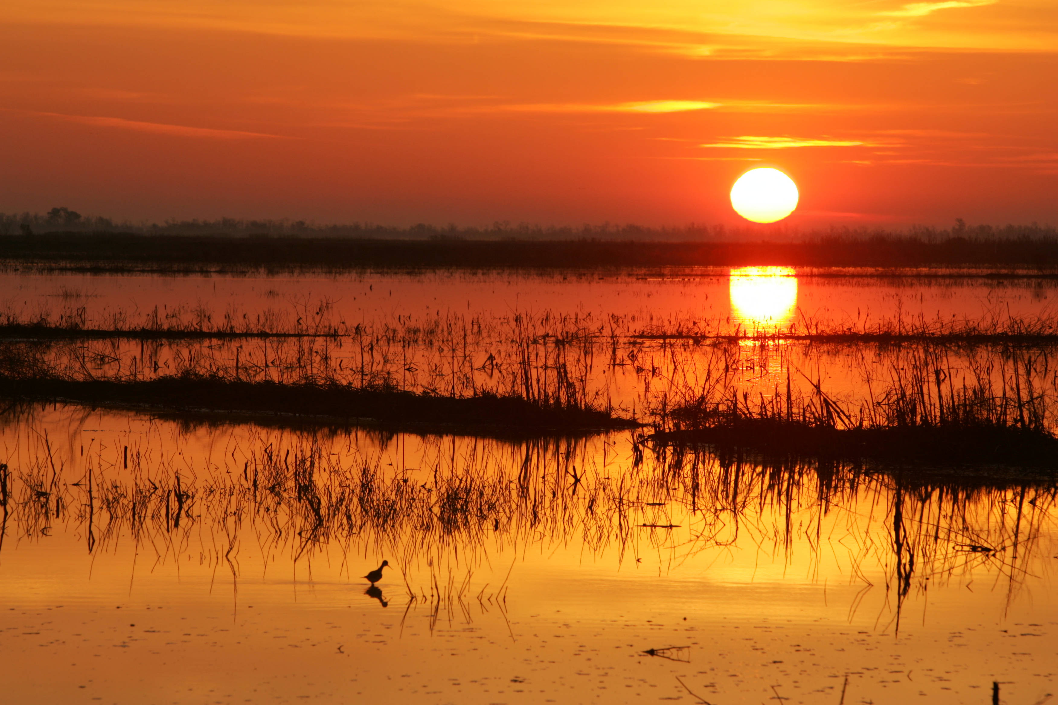 Sunrise over an expansive marsh with a wading bird in the foreground