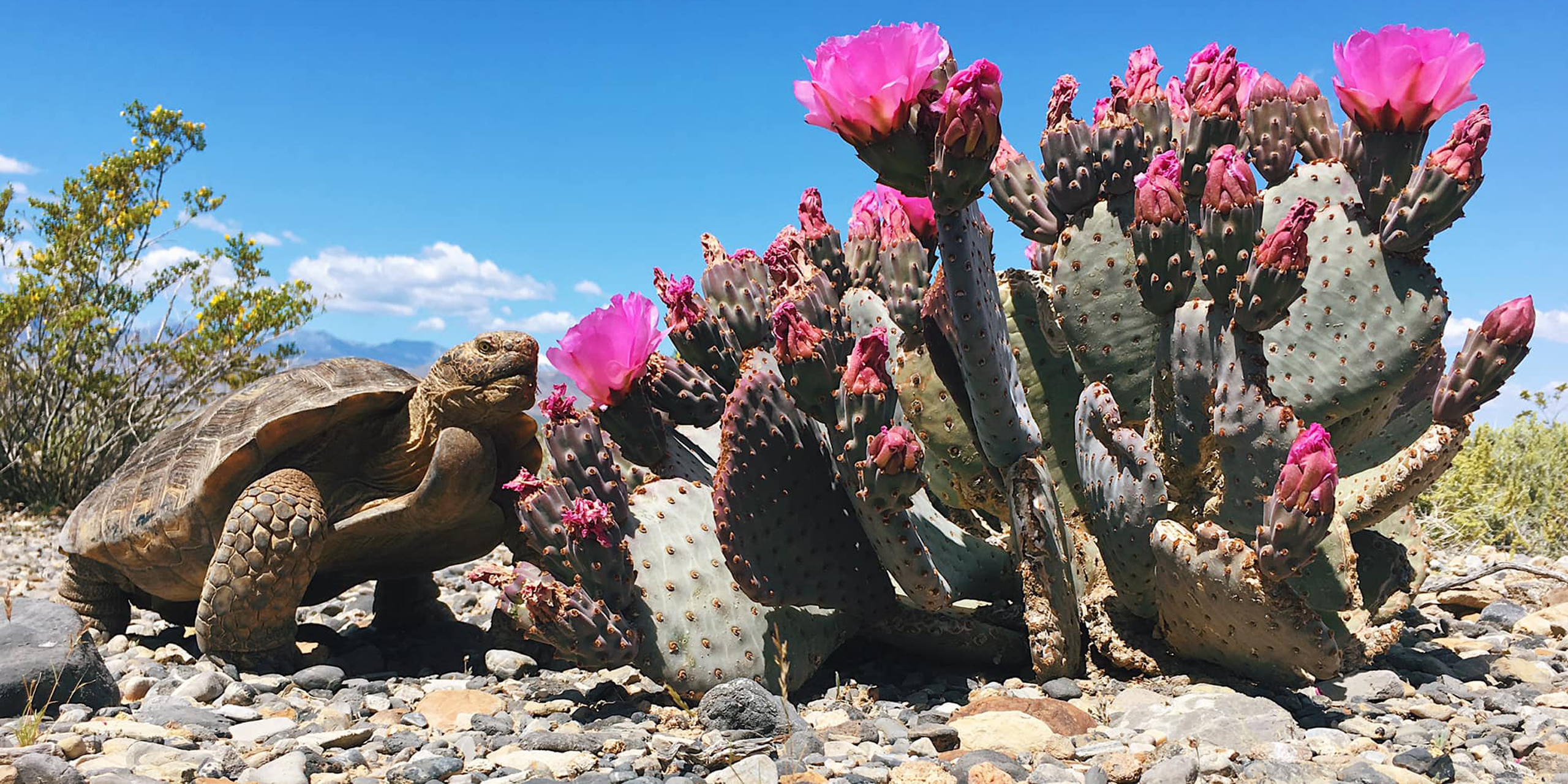 Desert Tortoise standing next to a blooming prickly pear cactus with pink flowers