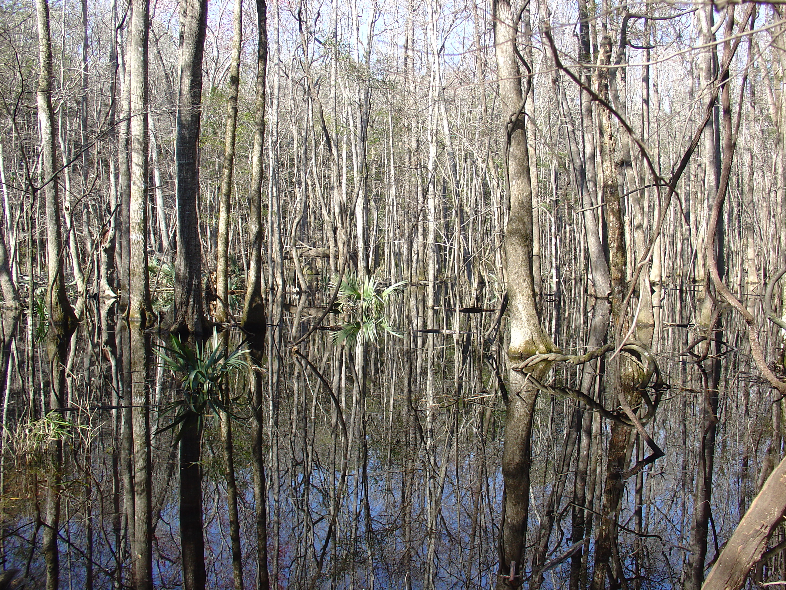 Flooded bottomland area with cypress and dwarf palmetto at E.F.H. ACE Basin NWR.. 