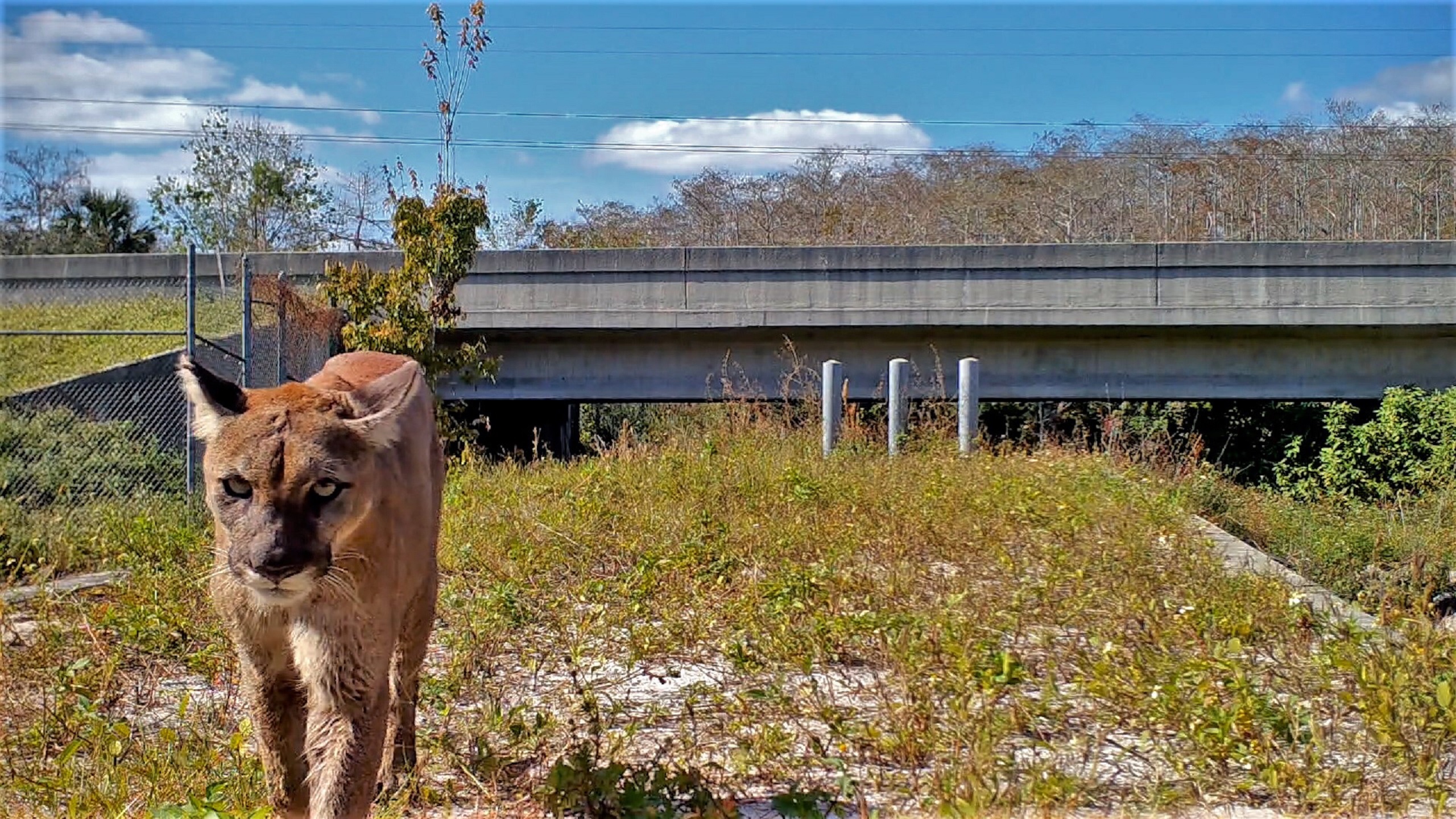 A Florida panther walking out from a wildlife corridor. It has a long tan body and yellow eyes.