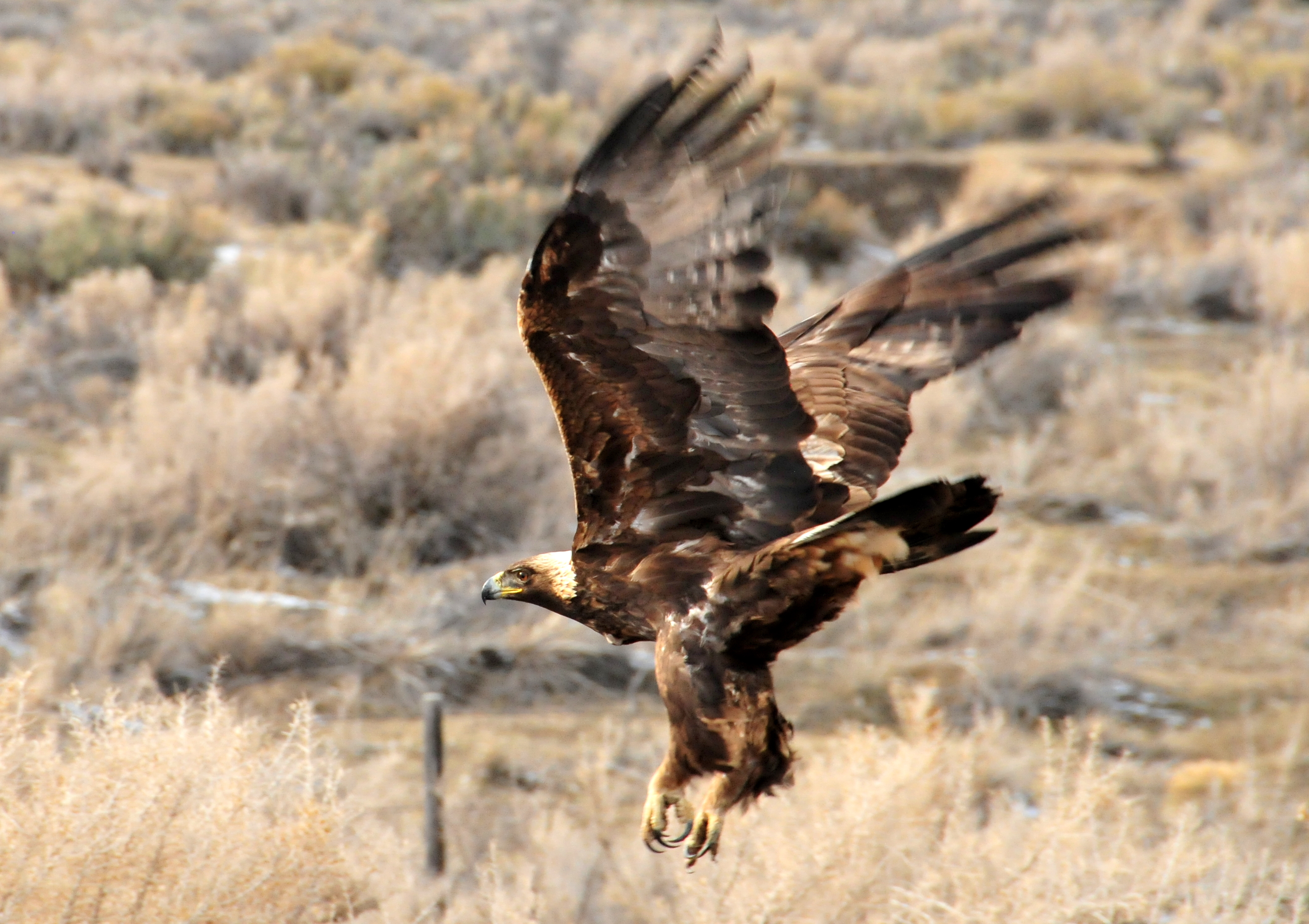 Golden eagle flys low over the sagebrush steppe in Wyoming.