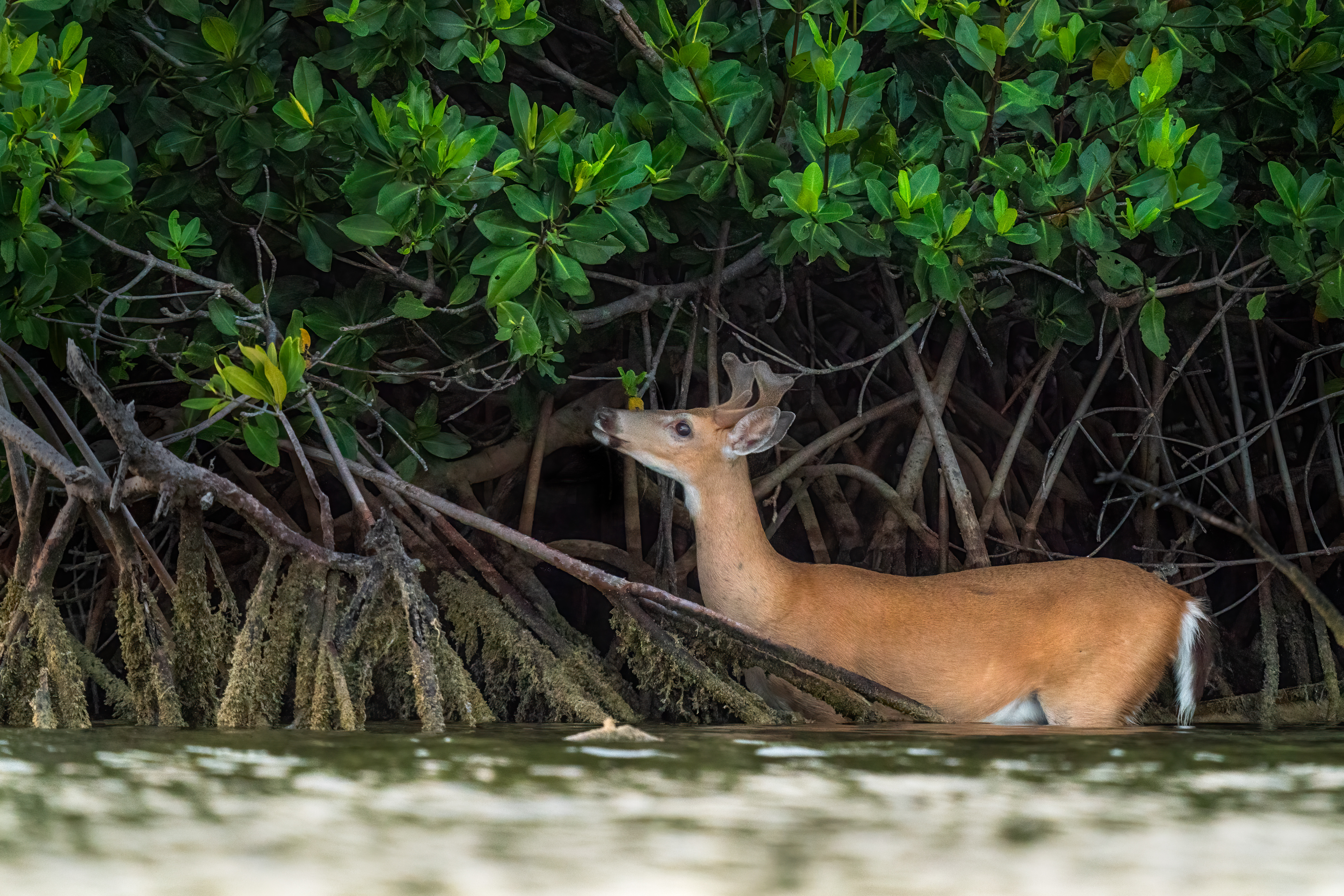 A Key deer buck feeding on red mangrove leaves in the water.