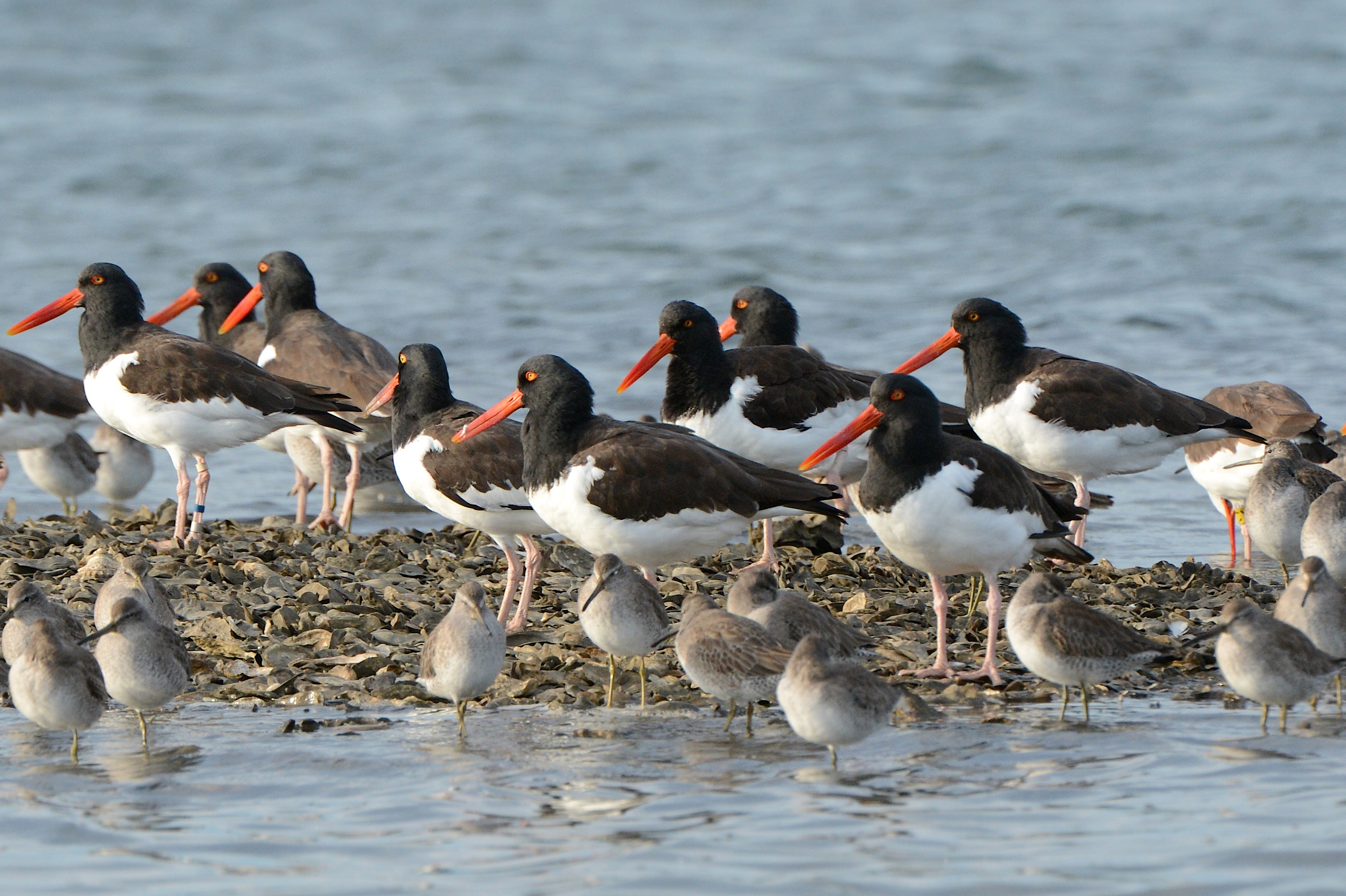 American oystercatchers and dunlin stand on small shell mound in estuary at Cape Romain NWR. 