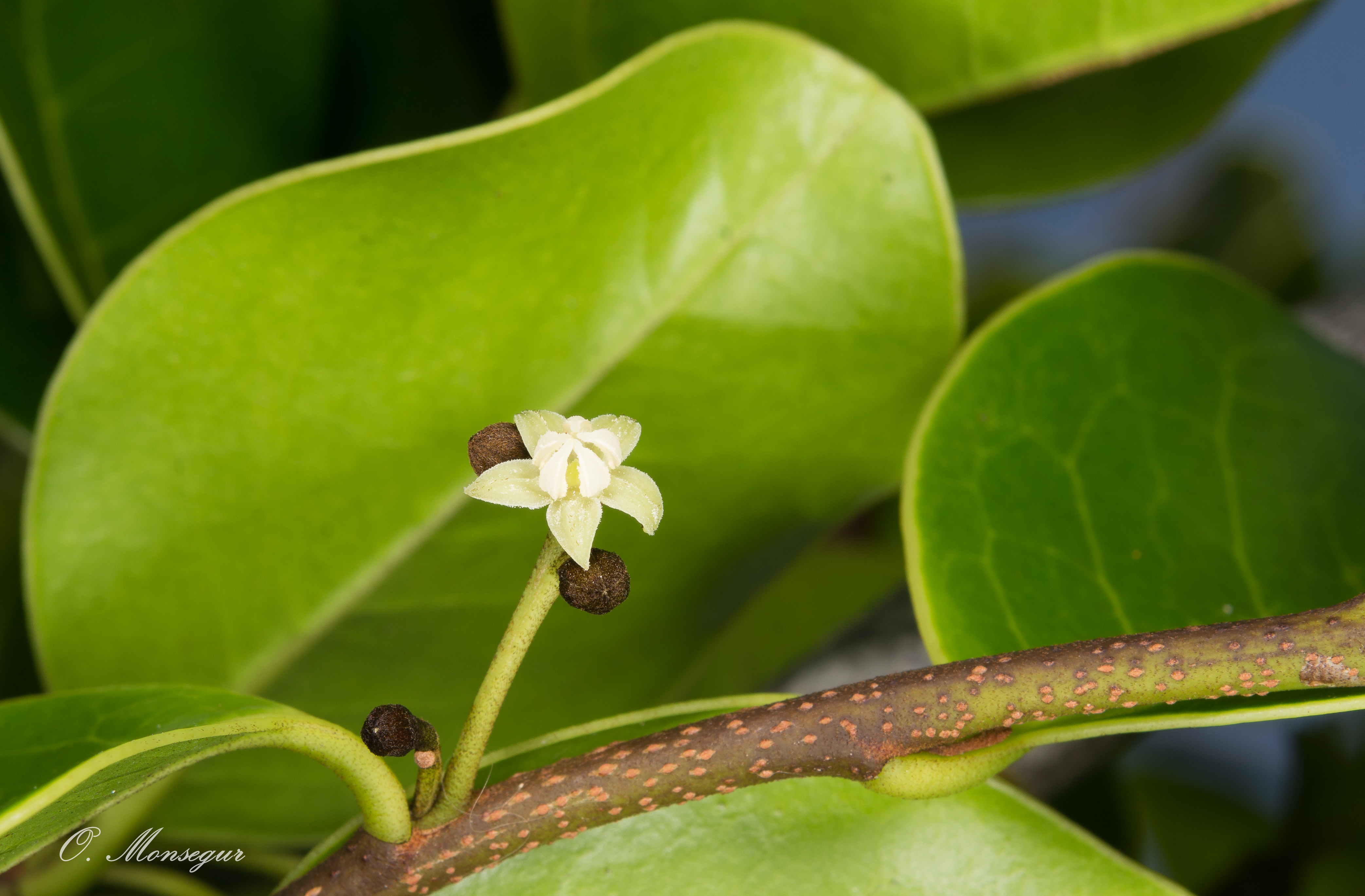 A tiny white flower in bloom among large green leaves.