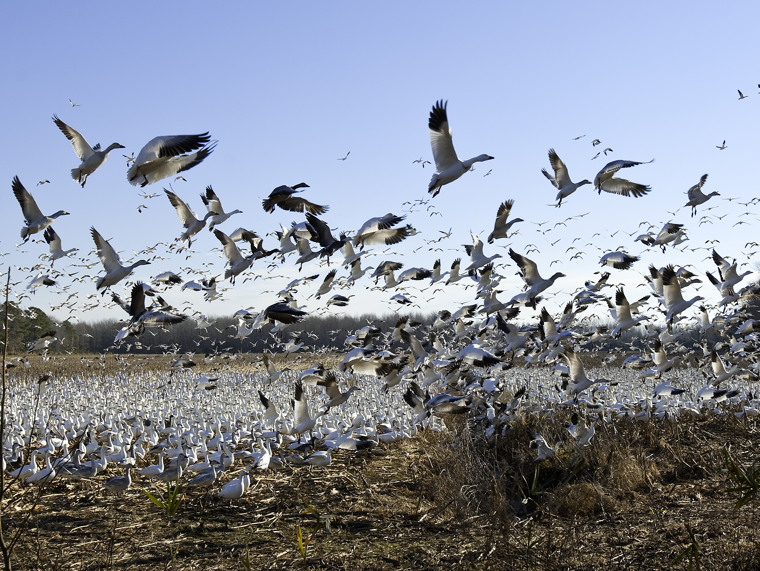 A flock of hundreds of snow geese begins to take off from an agricultural field
