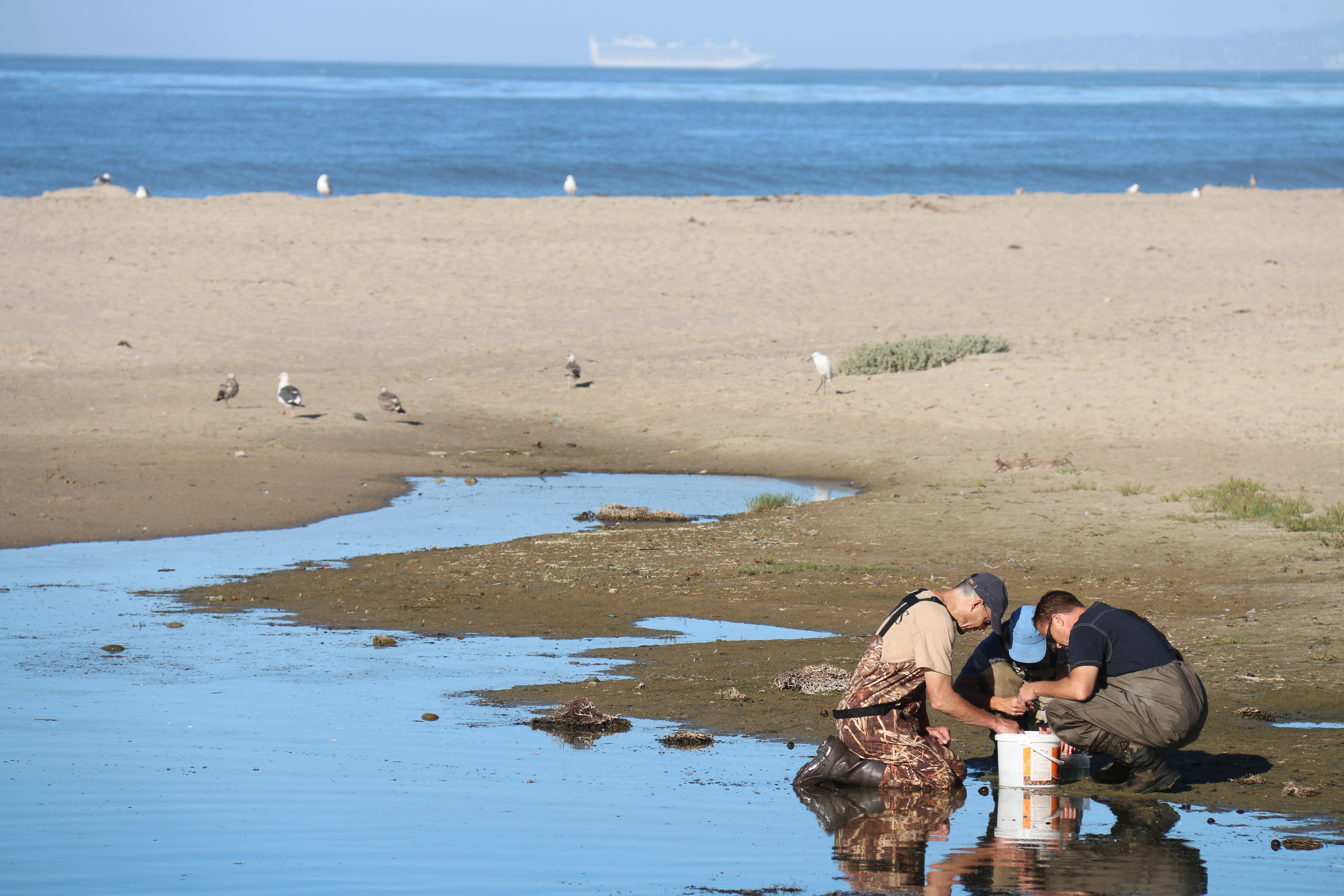 Three biologists in waders kneel over a bucket on the edge of a tide pool.