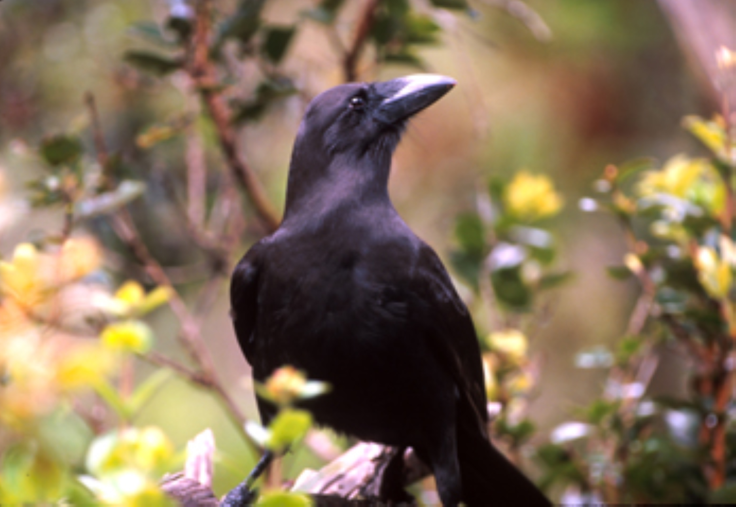 A black Hawaiian crow sits on a flowering branch. Green leaves surround it. 
