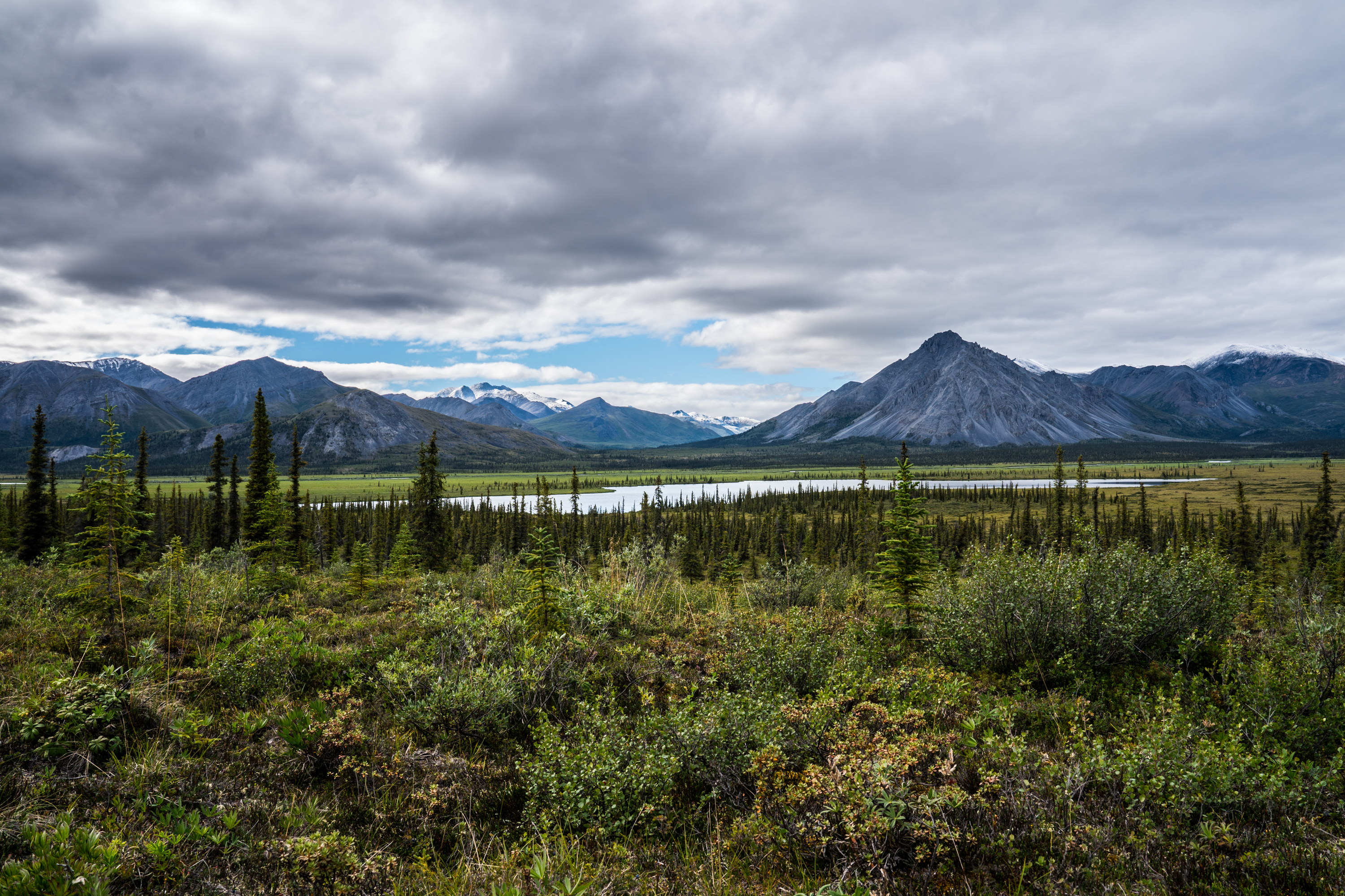 Green tundra and spruce trees with mountains in the distance