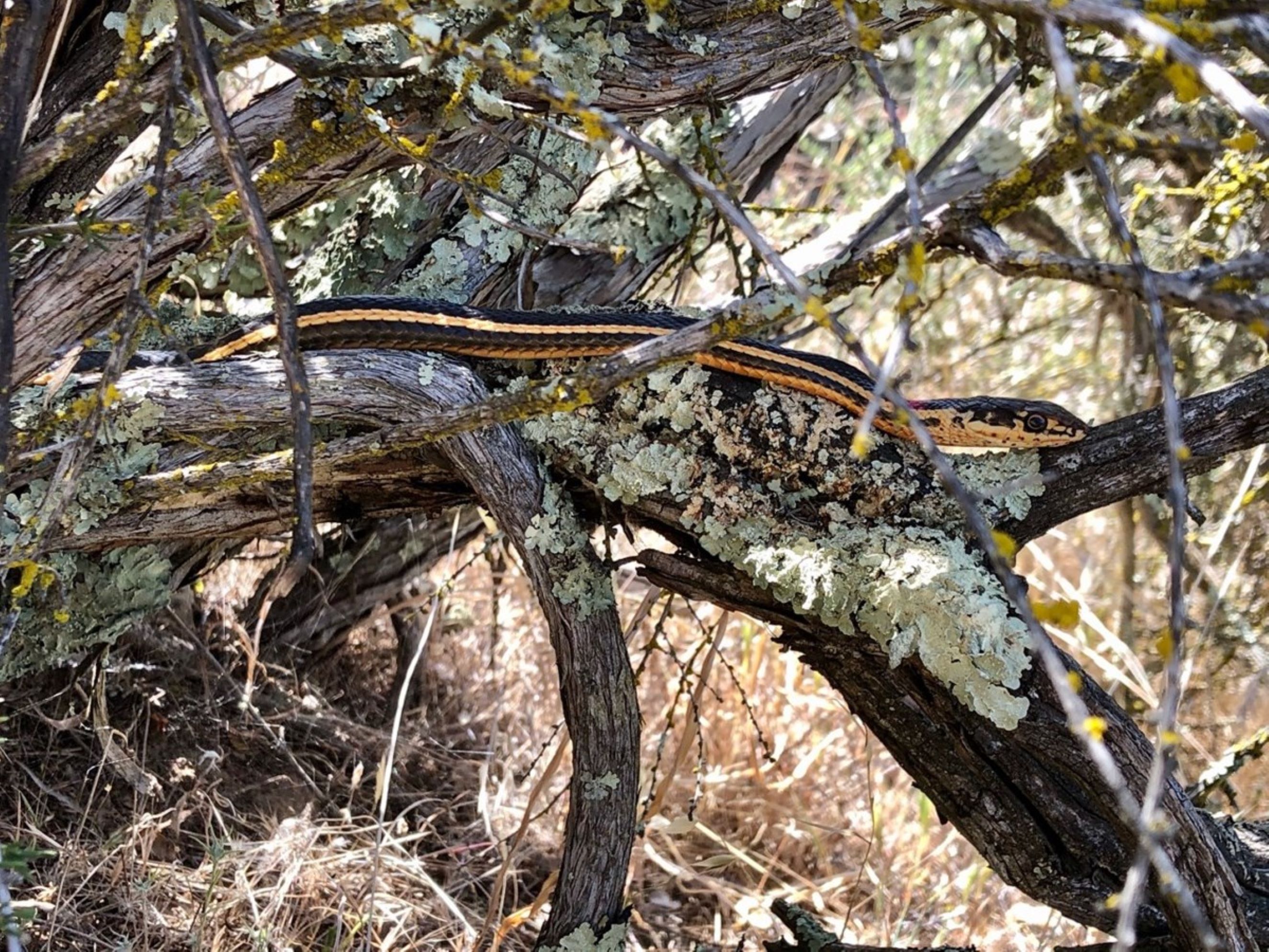 a black and yellow striped snake slithers along a tree branch