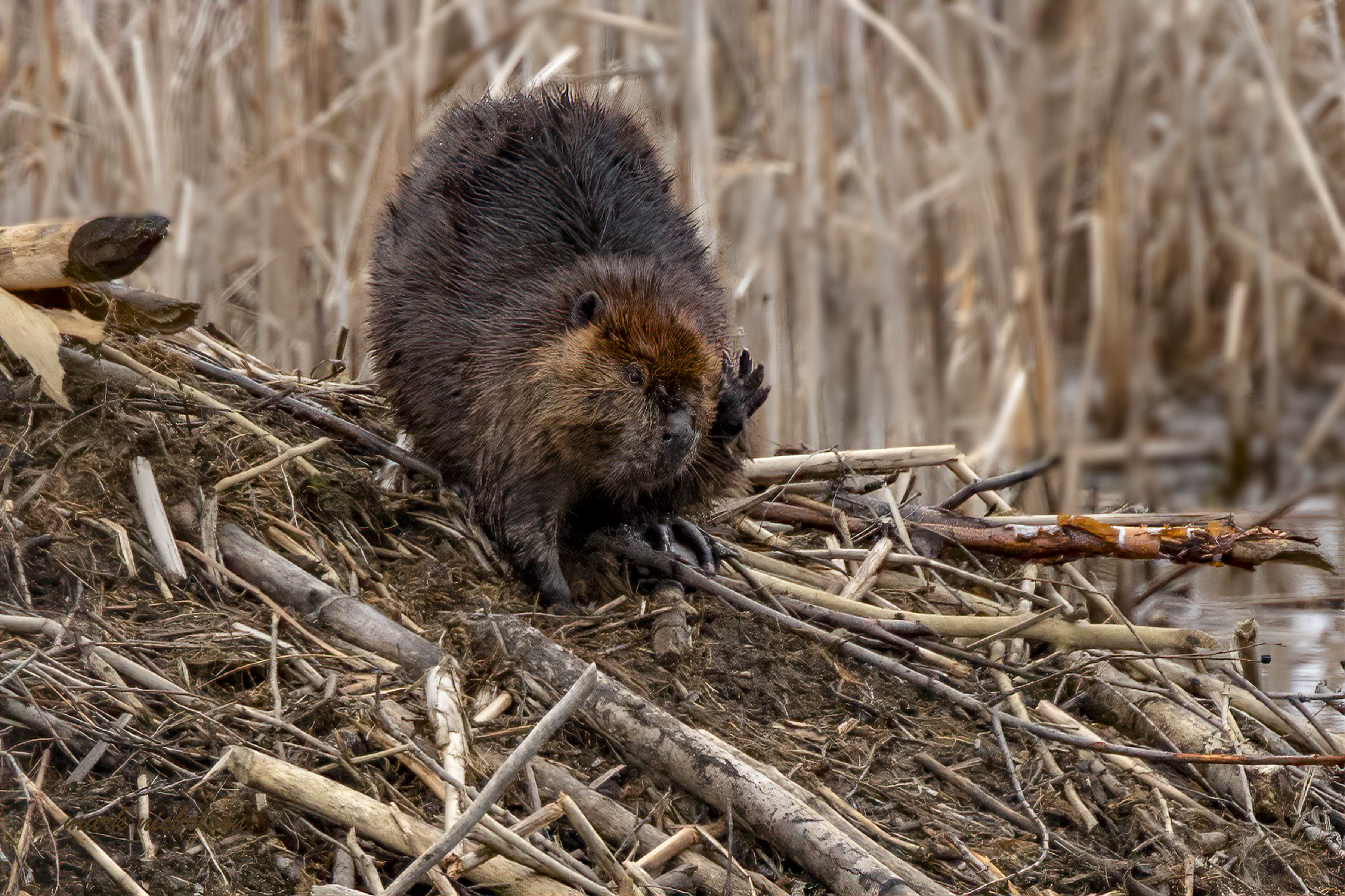Dark brown beaver perched on a beaver lodge made of small to large sticks with chewed ends. The beaver is grooming itself with its left paw with tan dead cattails in the background.
