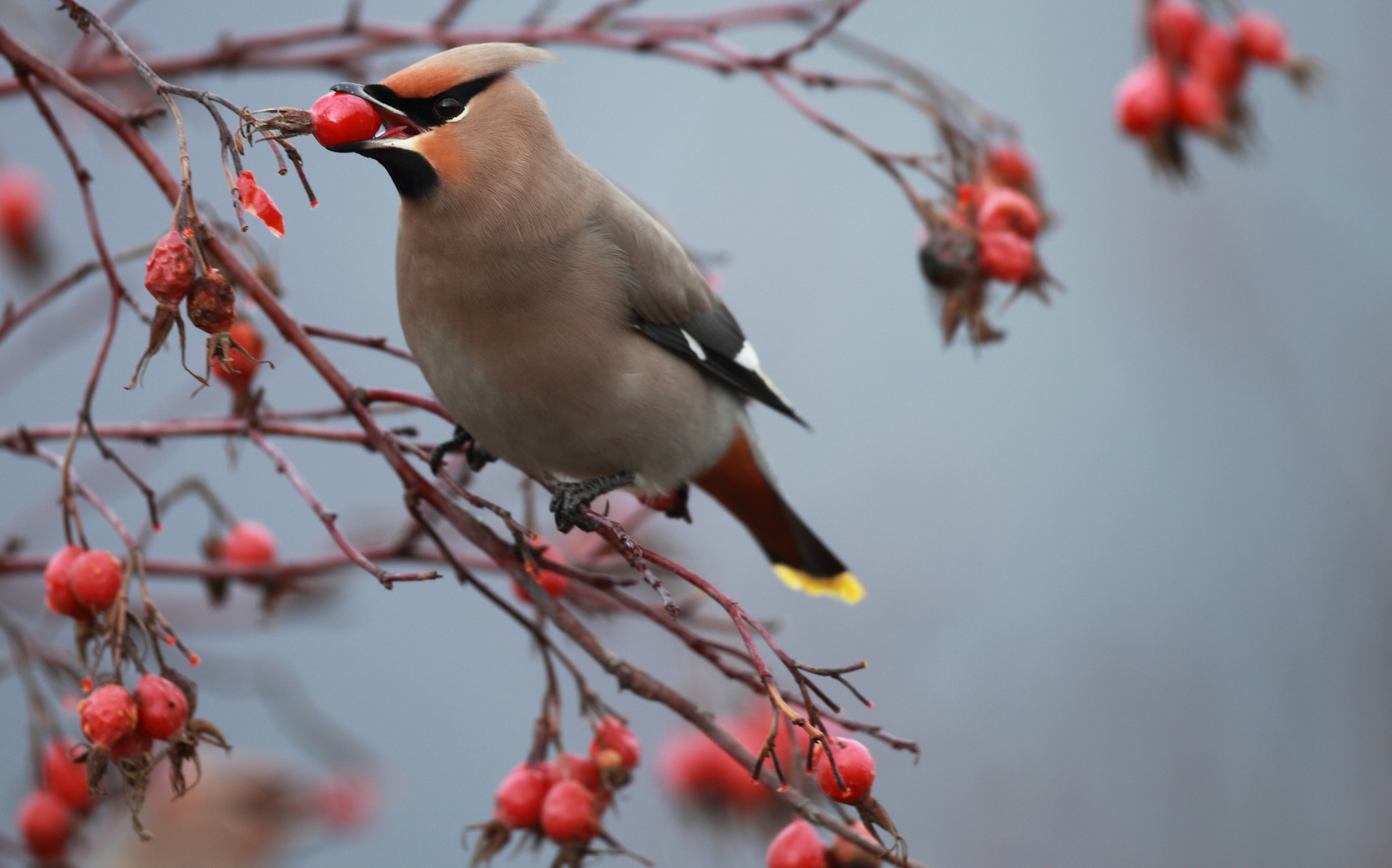 Bohemian waxwing eating red berry with gray cloudy background