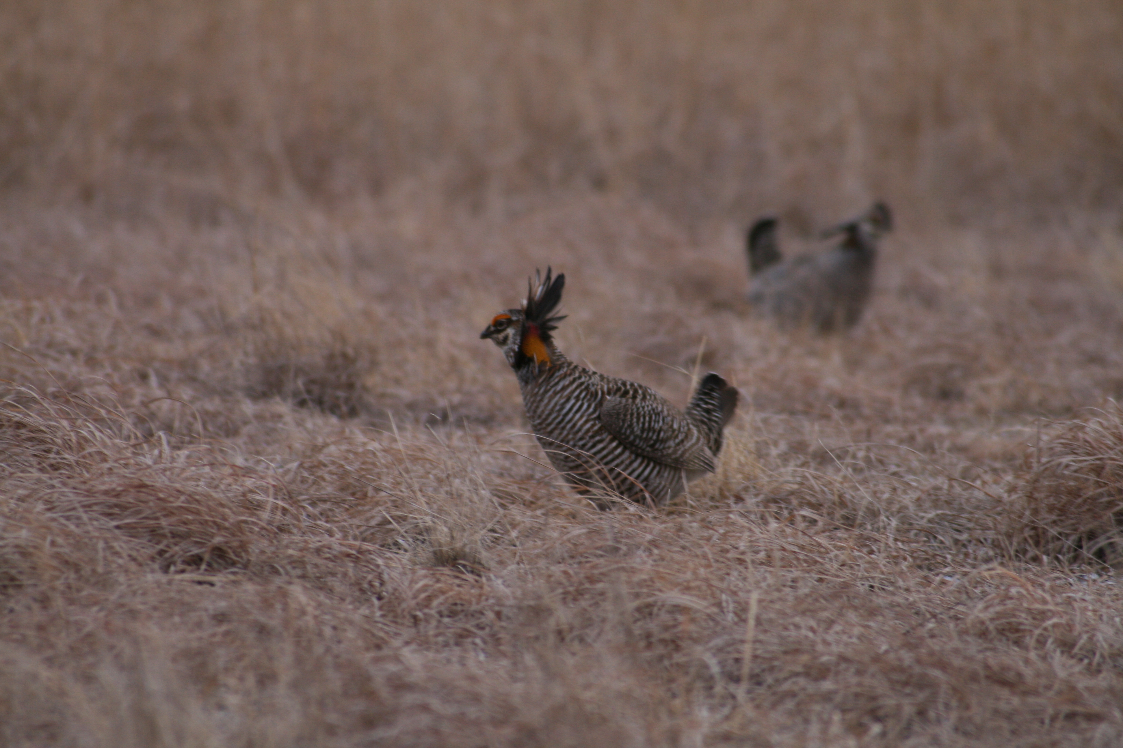Greater Prairie Chicken on the prairie