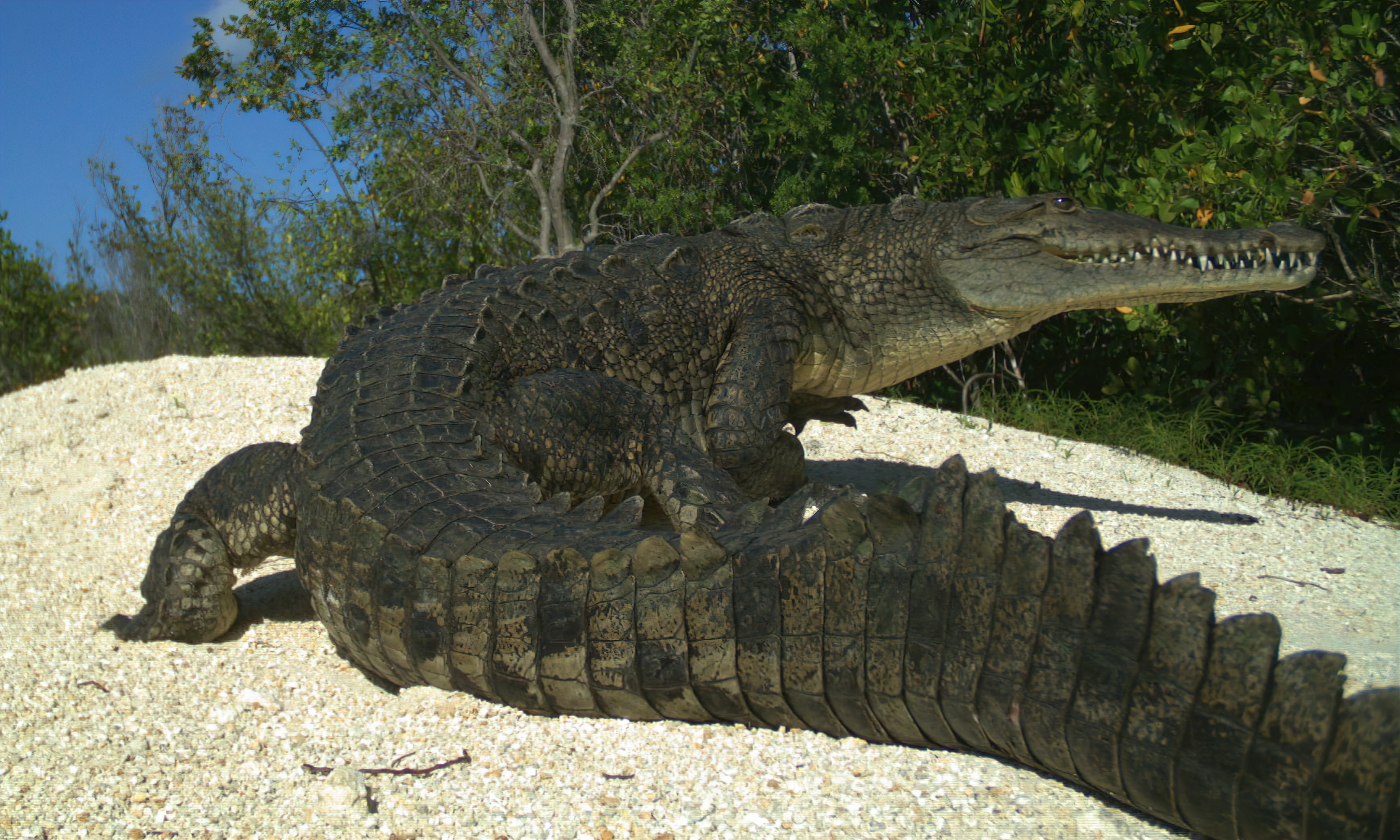 American crocodile at Crocodile Lake National Wildlife Refuge