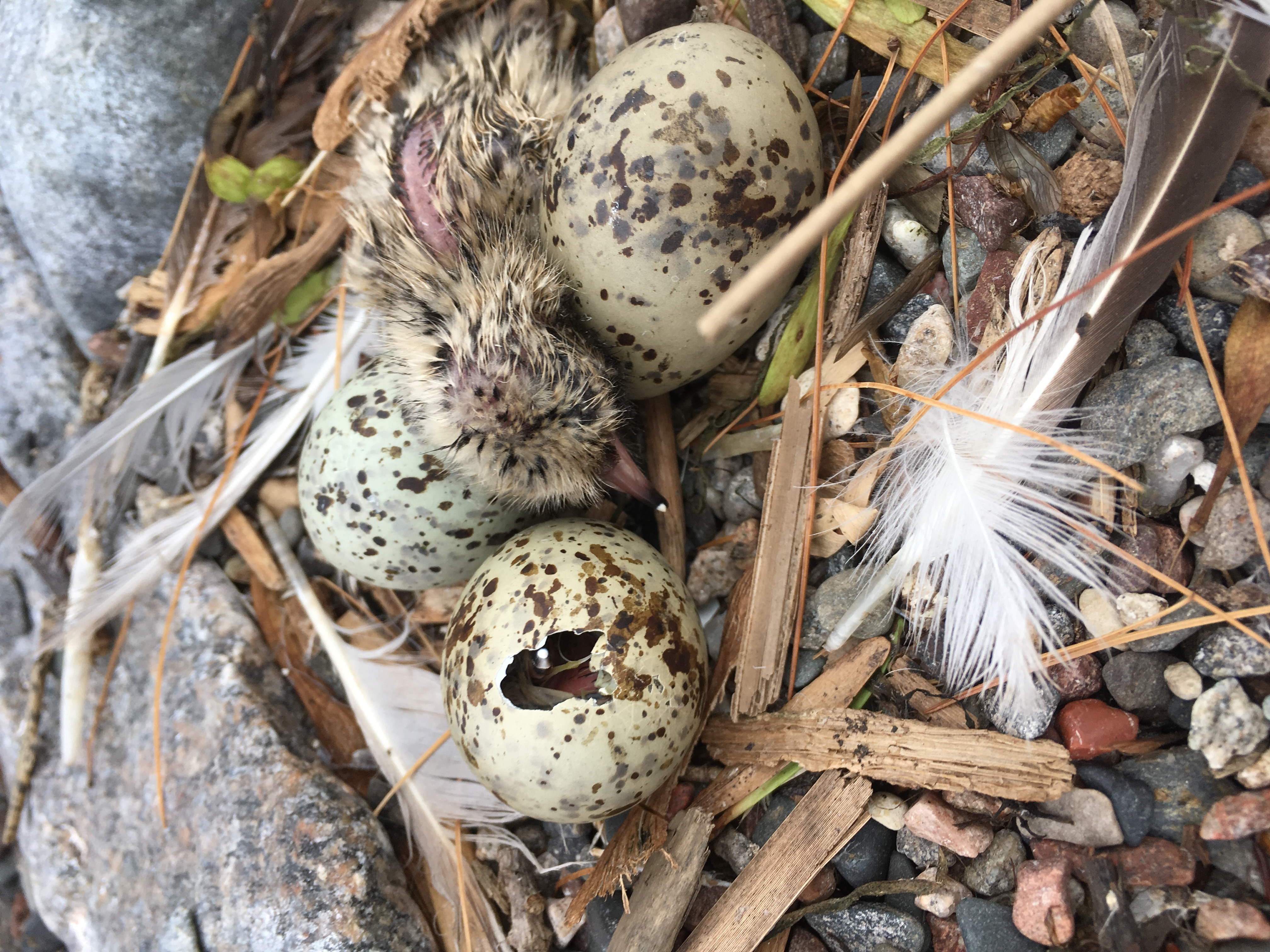 Close up view of three common tern eggs and a nestling. The eggs are slightly oblong, tan and have irregular dark brown dots. One eggs has a hole in it that the soon to be nestling has pecked and a recently emerged nestling is laying over the other two eggs.