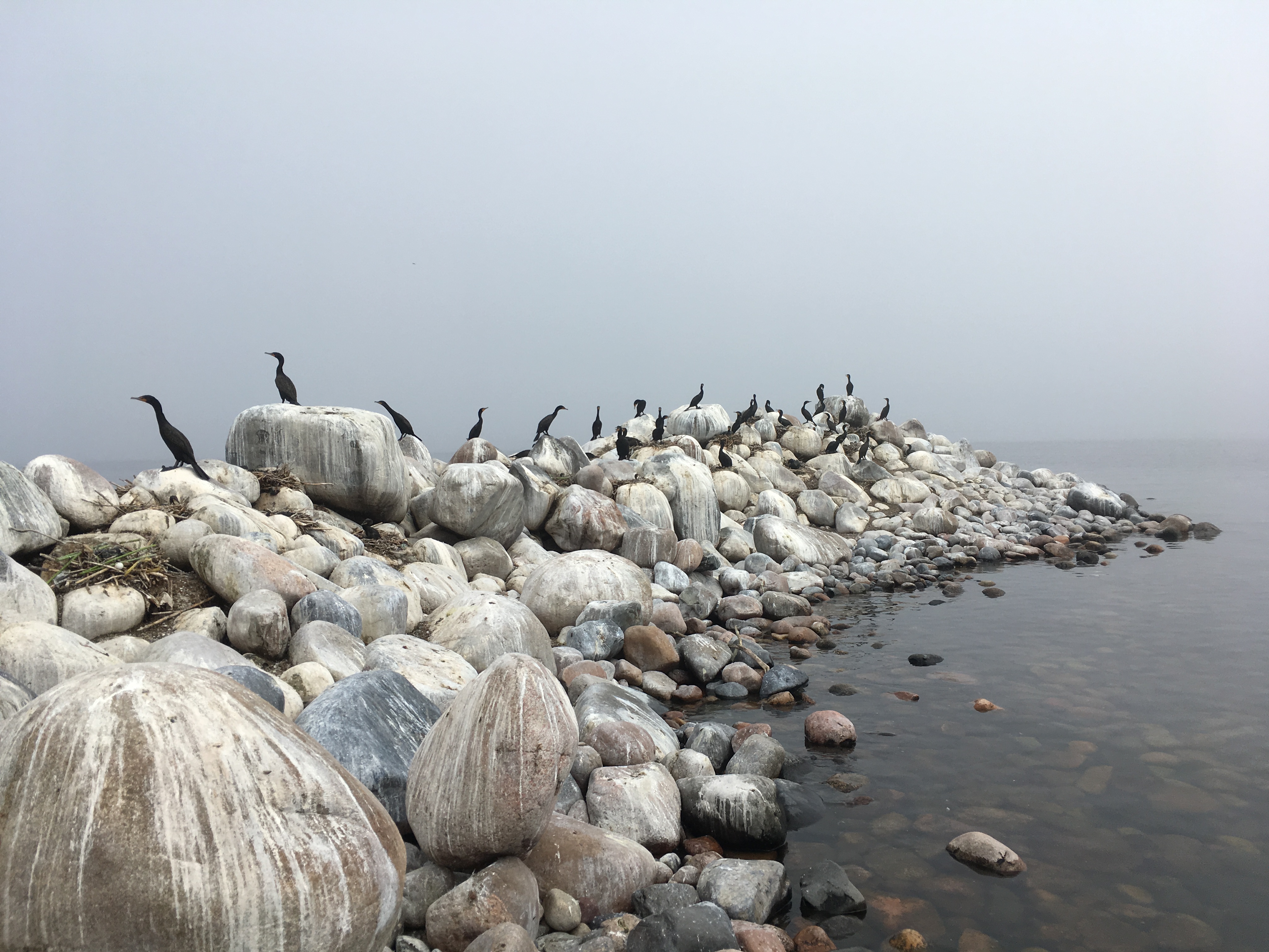 The rocky island dominates the photo, with large boulders in the bottom left corner and the island curving to the right. The large rocks are streaked with bird guano, cormorants are perched throughout and the calm water of the lake surrounds it on this foggy day.