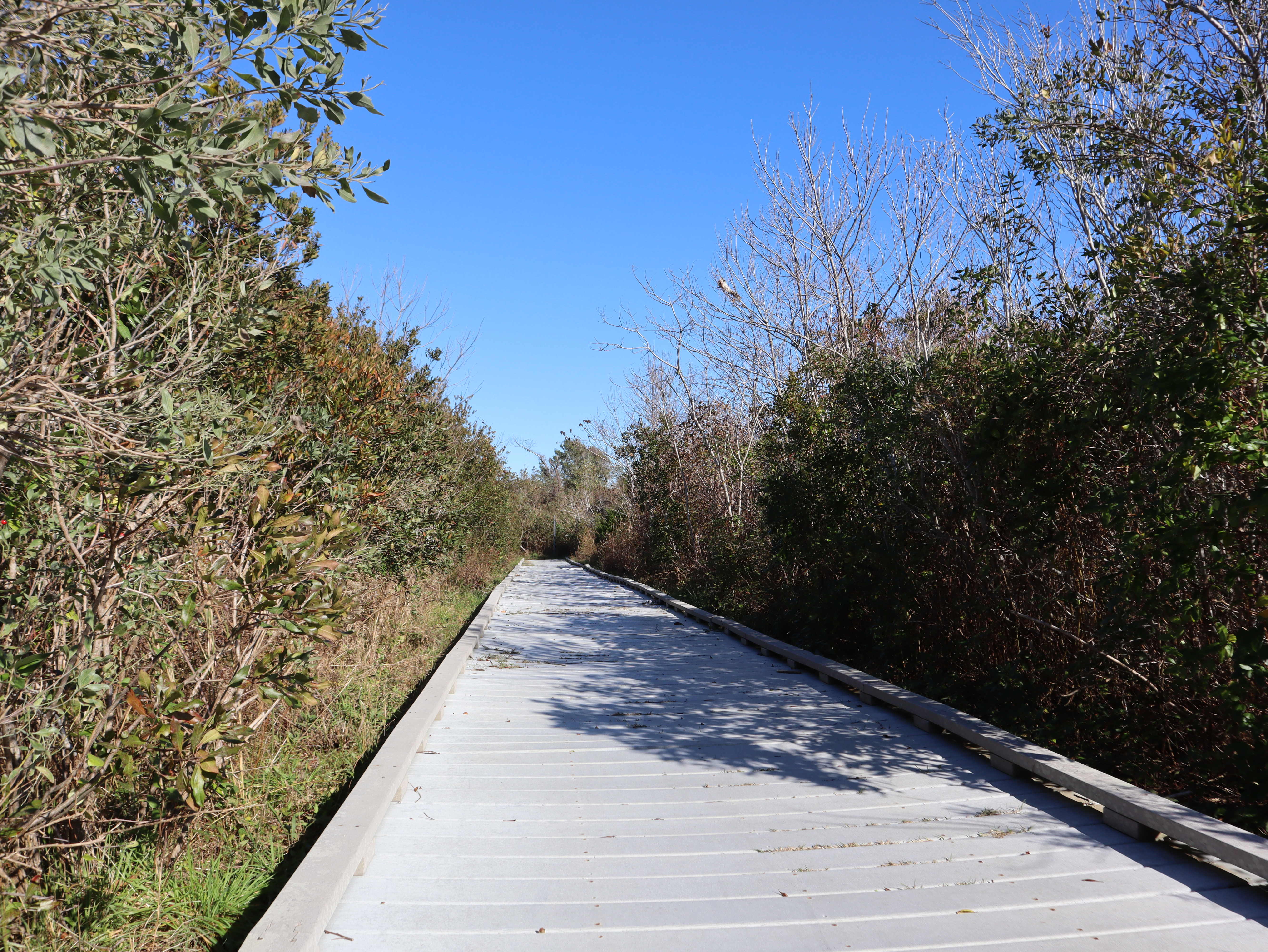 A boardwalk trails lays empty on a sunny day with trees lining the path. 