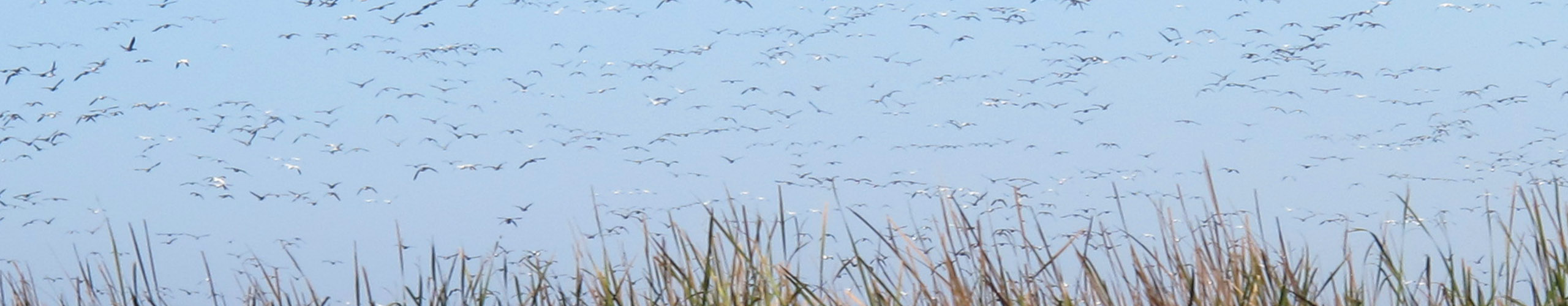 Many birds in flight over marsh