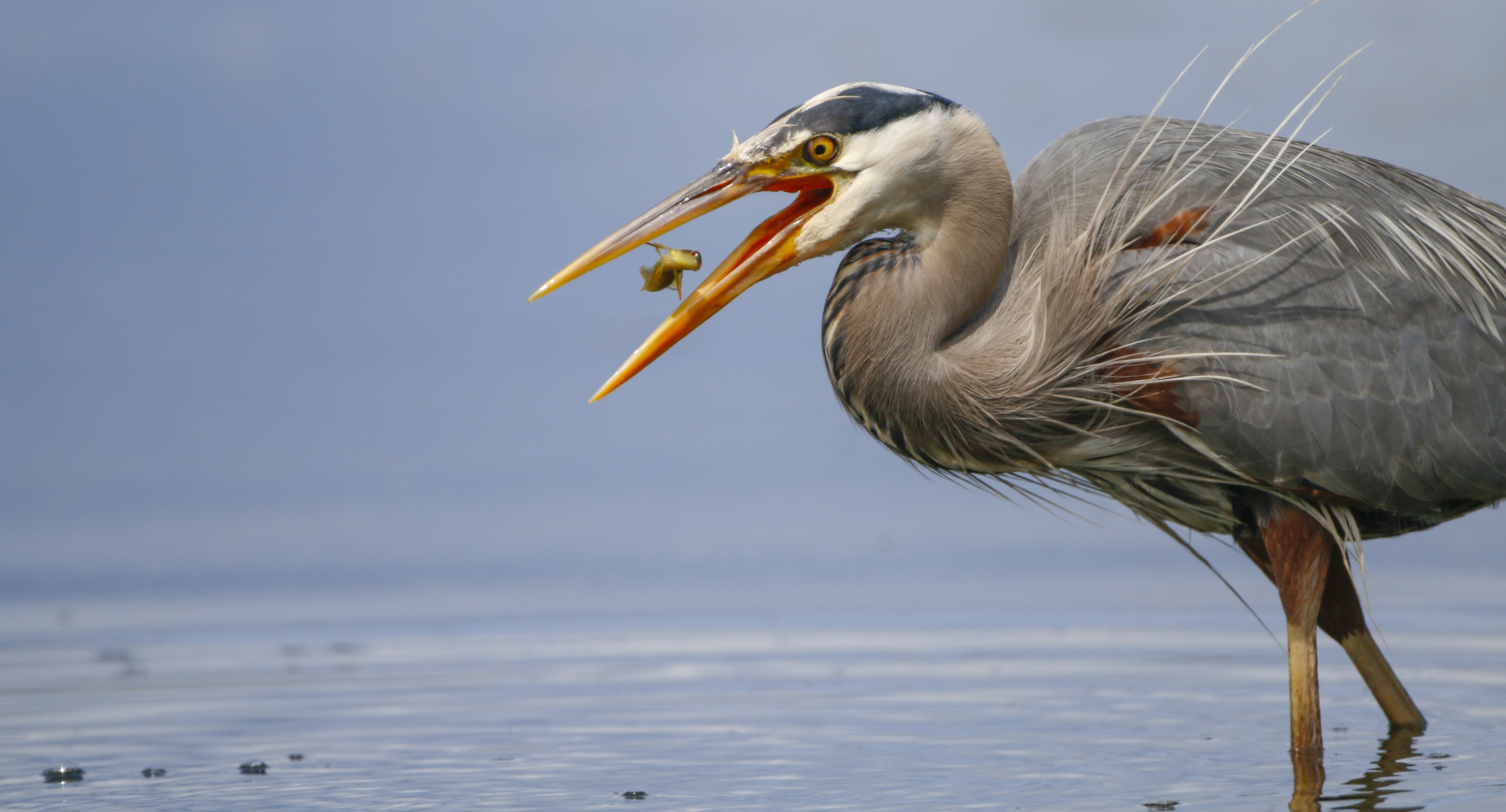 A great blue heron eats a small fish