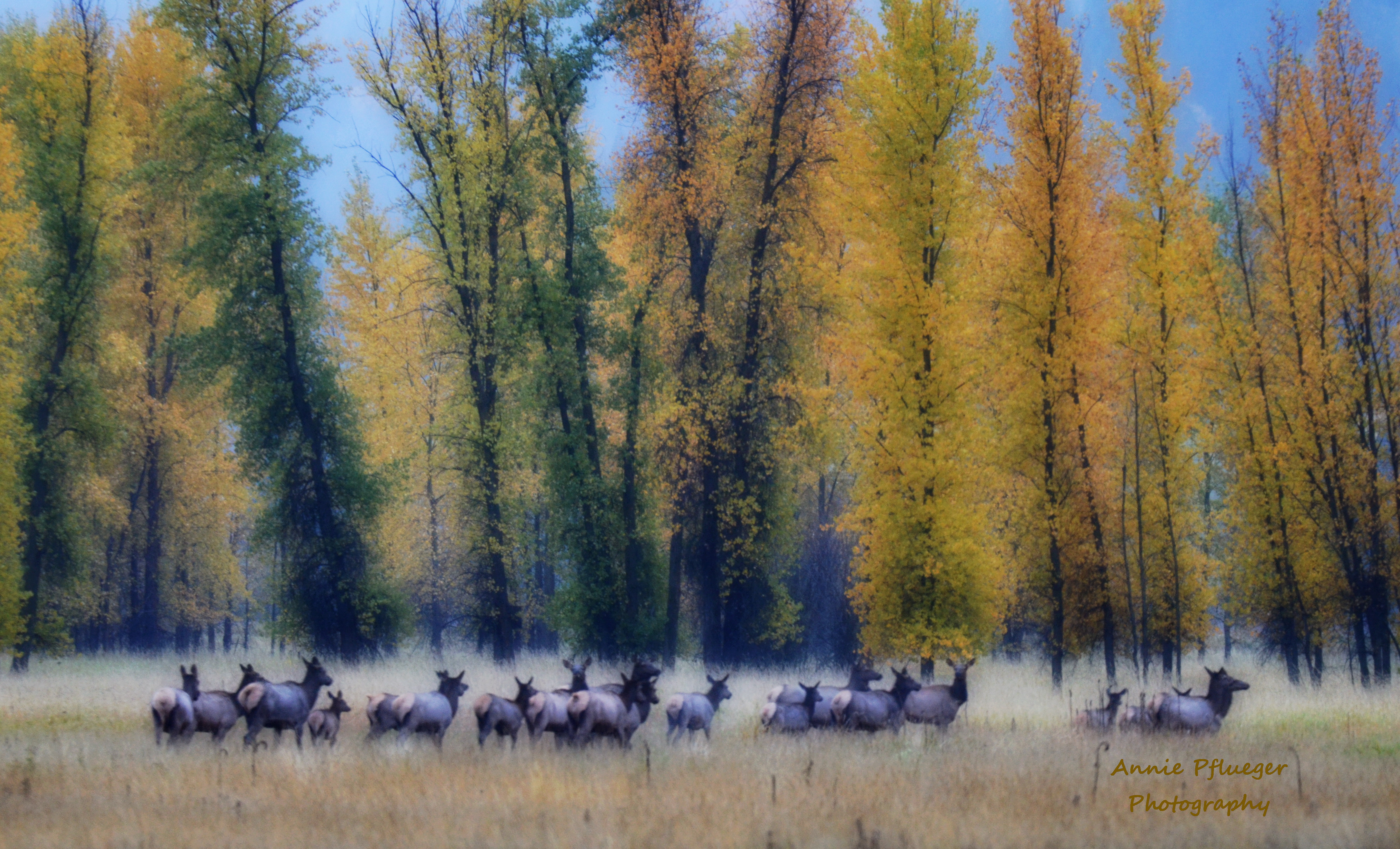 Elk herd in tall grass with autumn colored trees in background
