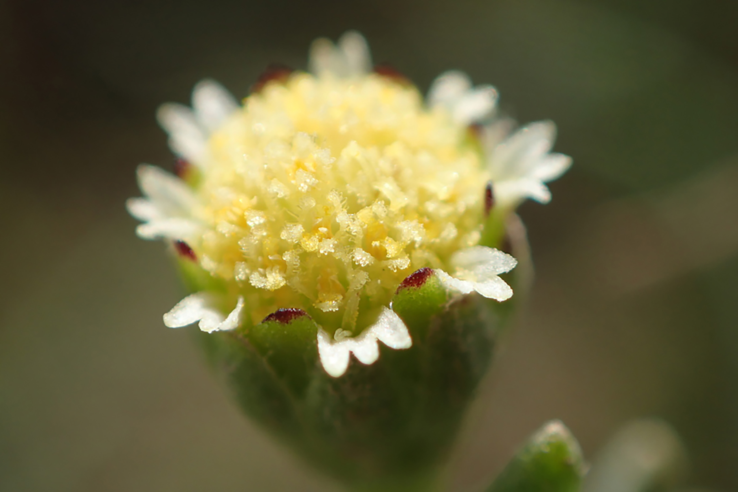 Close look at a small yellow flower. 