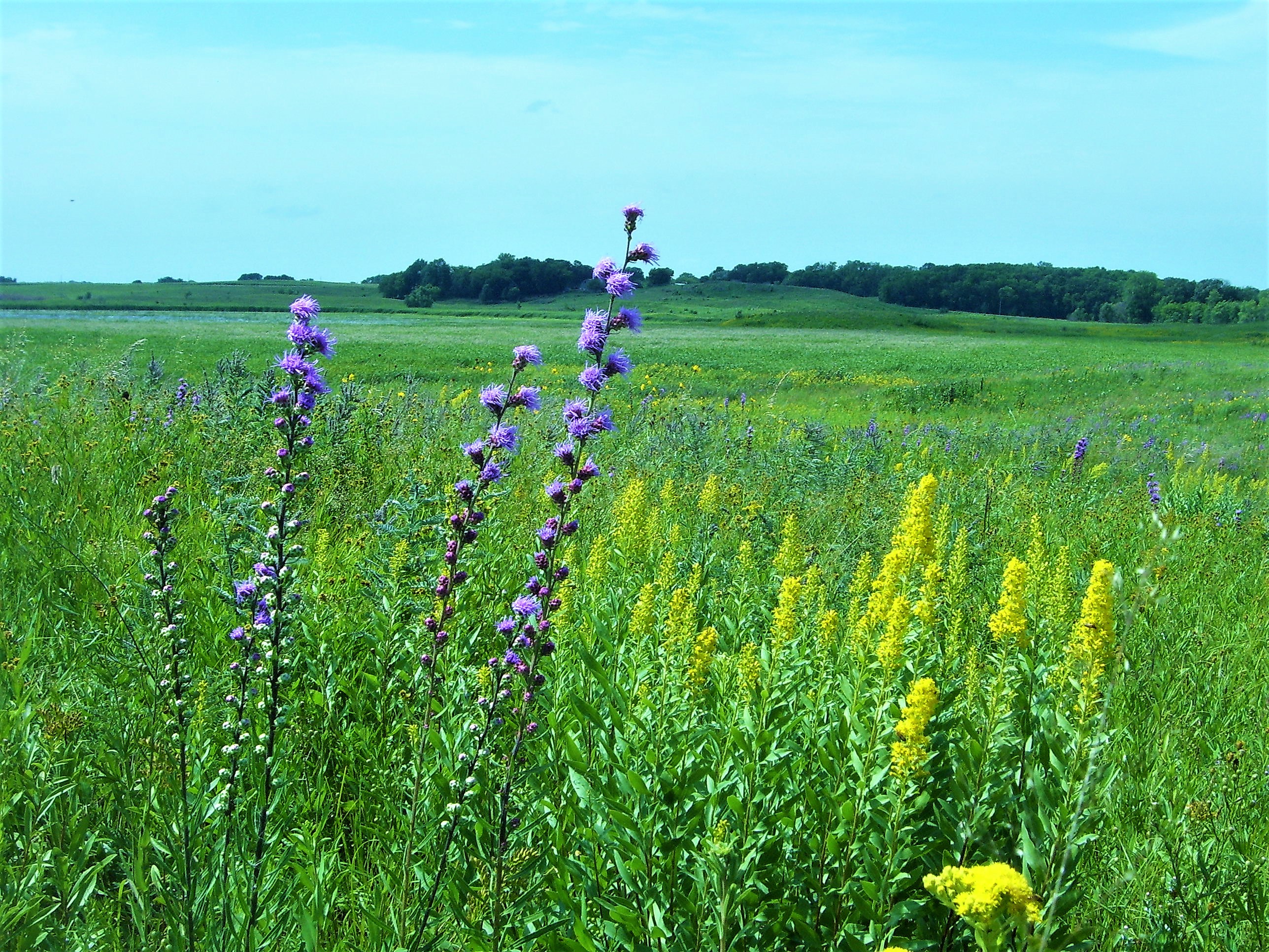 A colorful tallgrass prairie reconstruction on a clear summer day. 