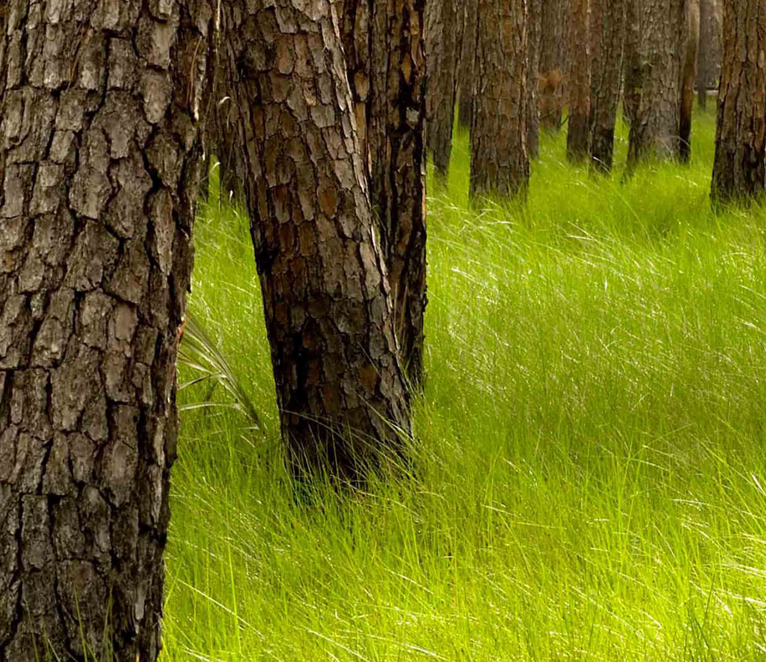 Pine trees in tall grass 