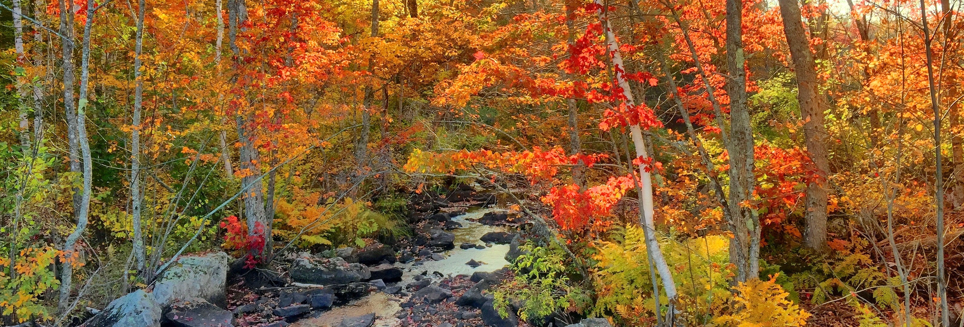A stream cutting through a beautiful forest, whose trees' leaves are orange, yellow, red and green 