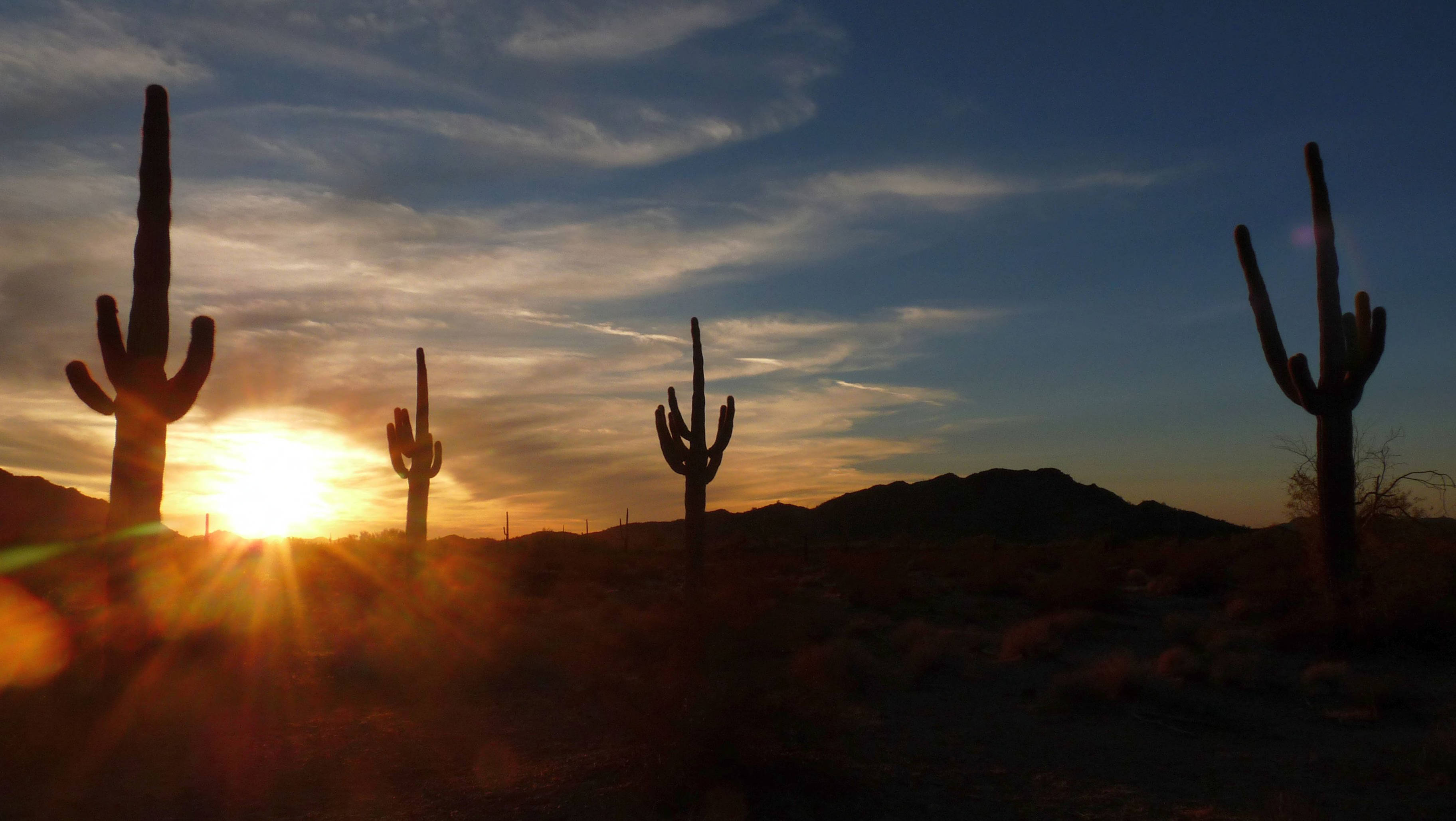 Four Saguaro cacti are shown against a bright sunset.