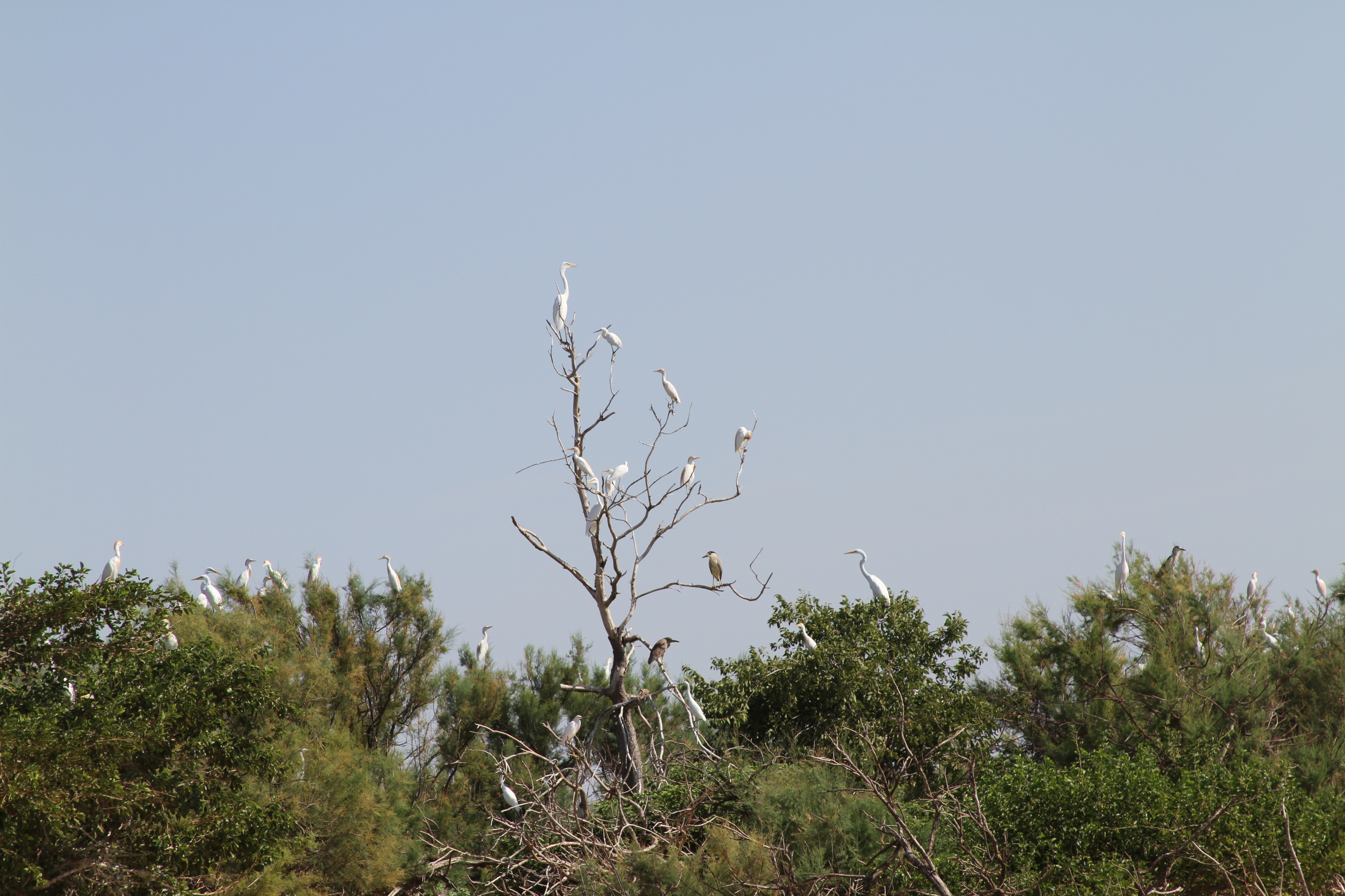 Waterbird nesting colony on Ralstin Island