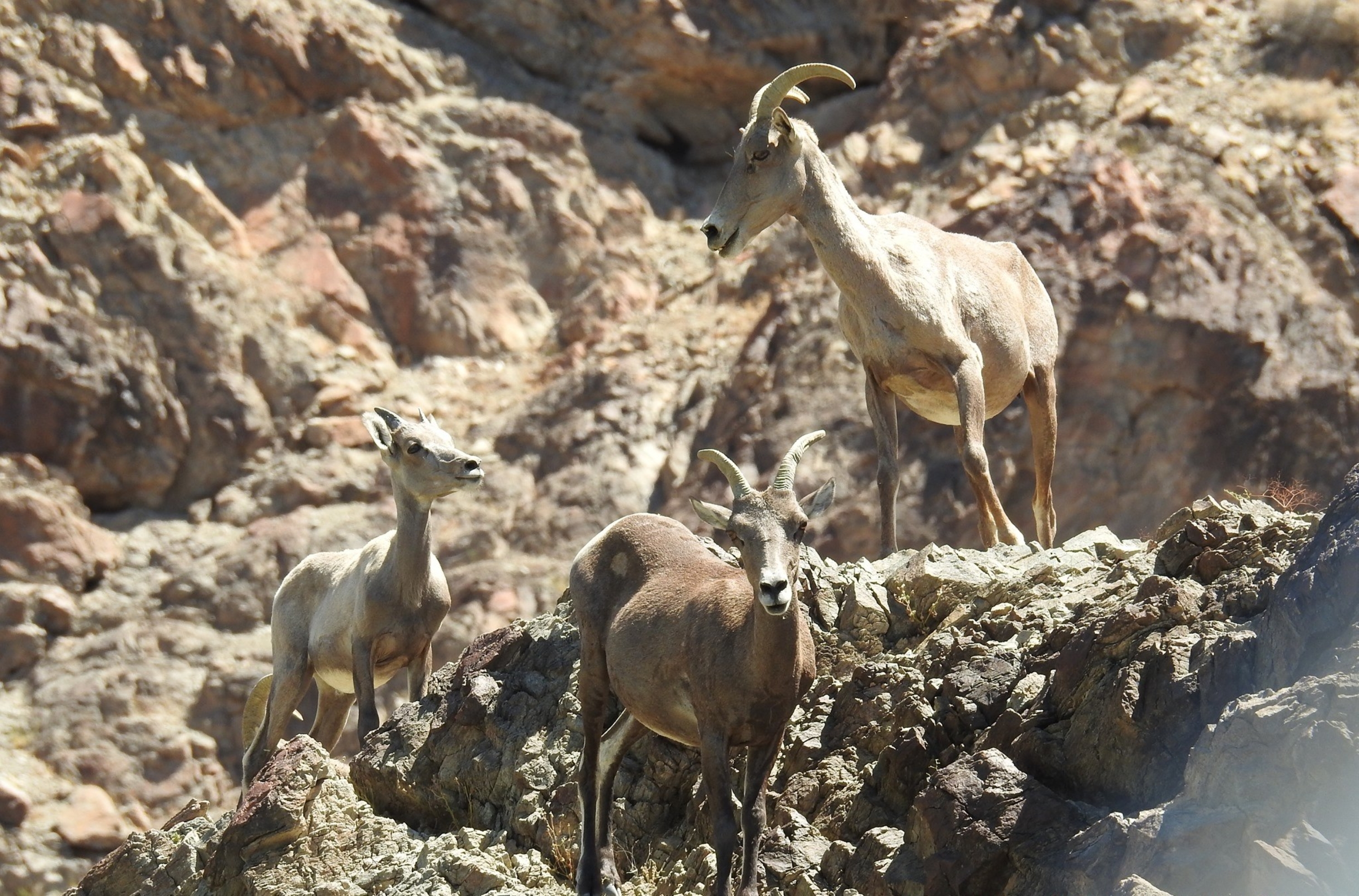 Desert bighorn sheep standing on rocky mountainside