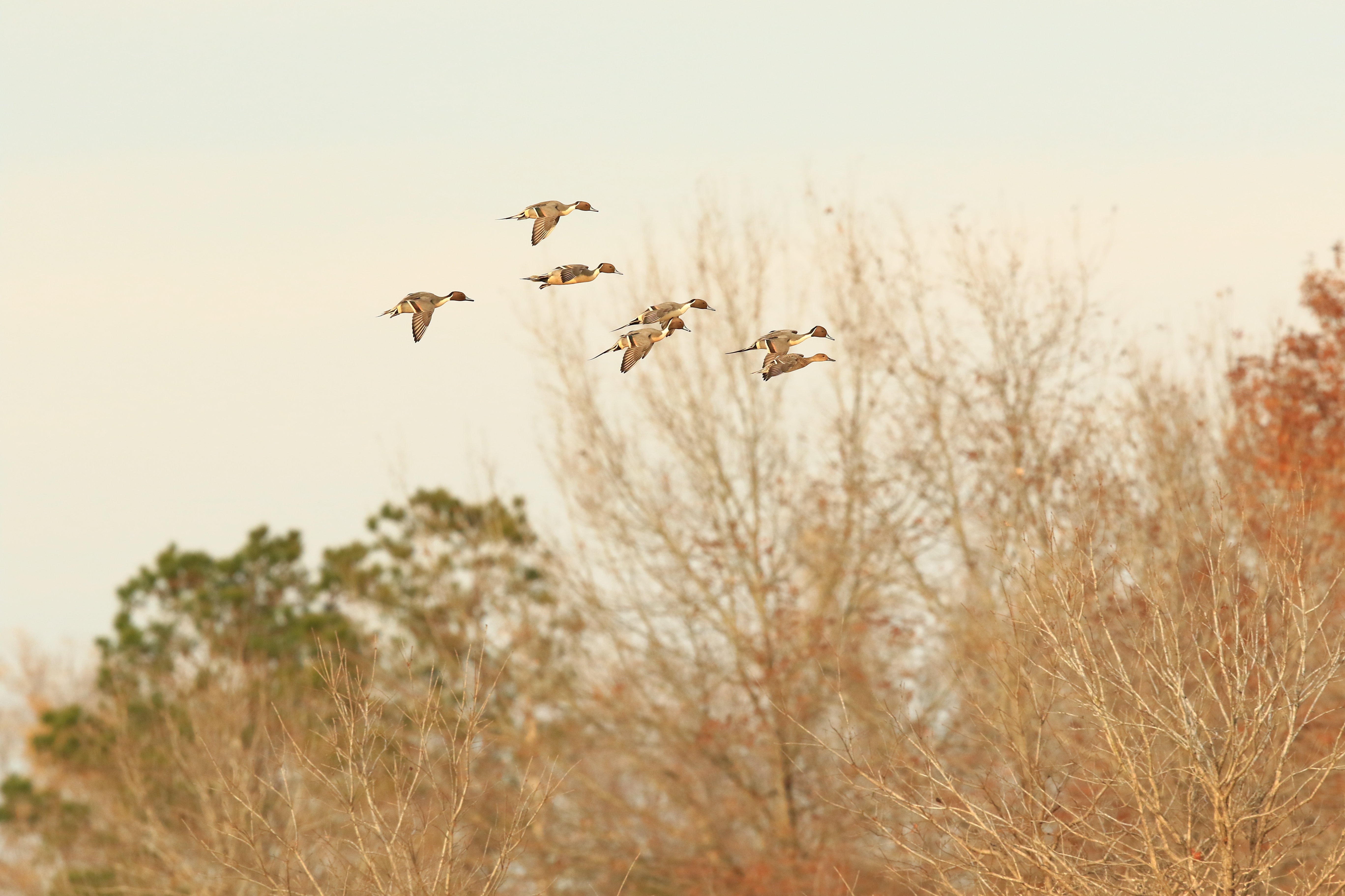 Northern pintail ducks flying in front of trees