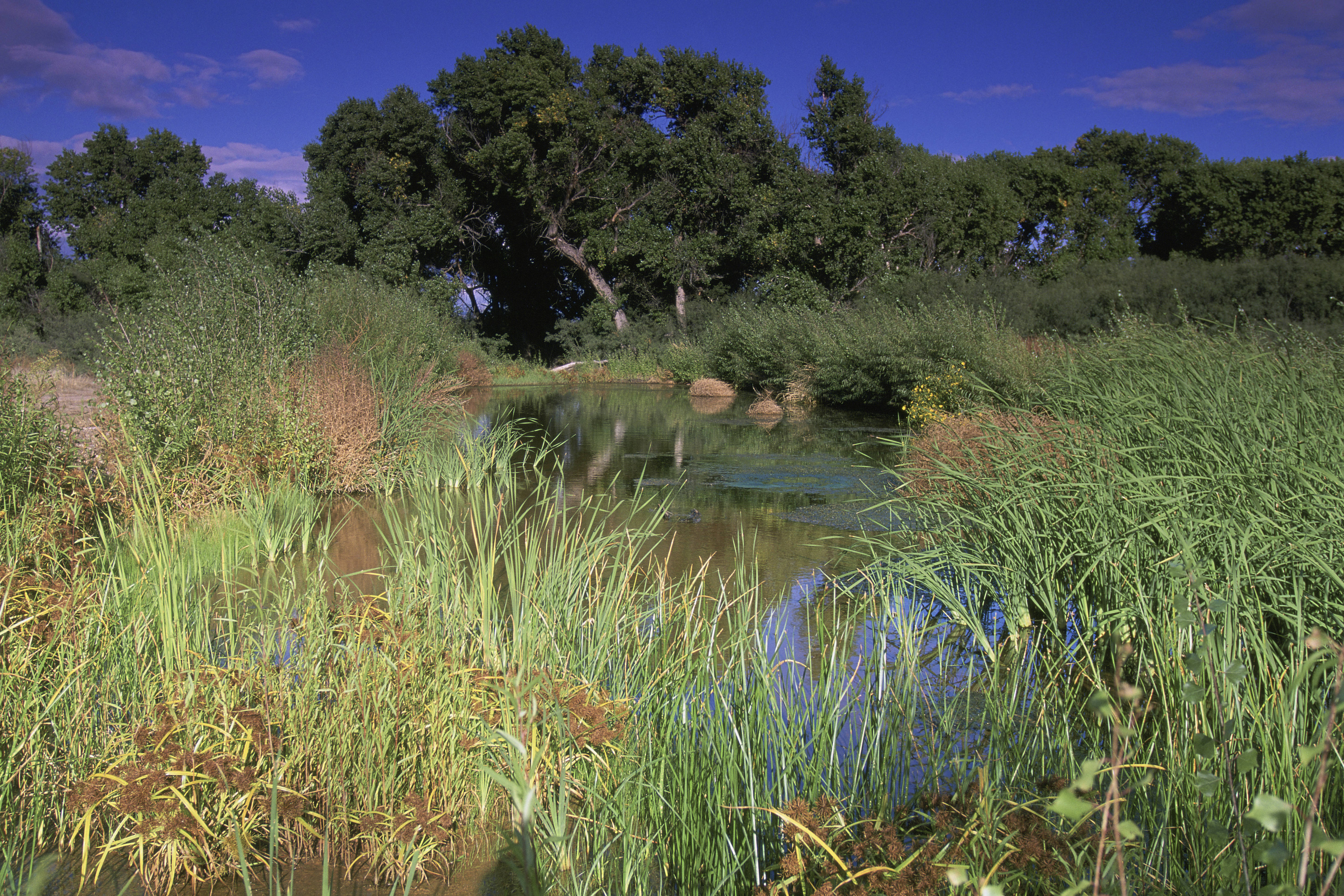 a stream surrounded by grass and trees
