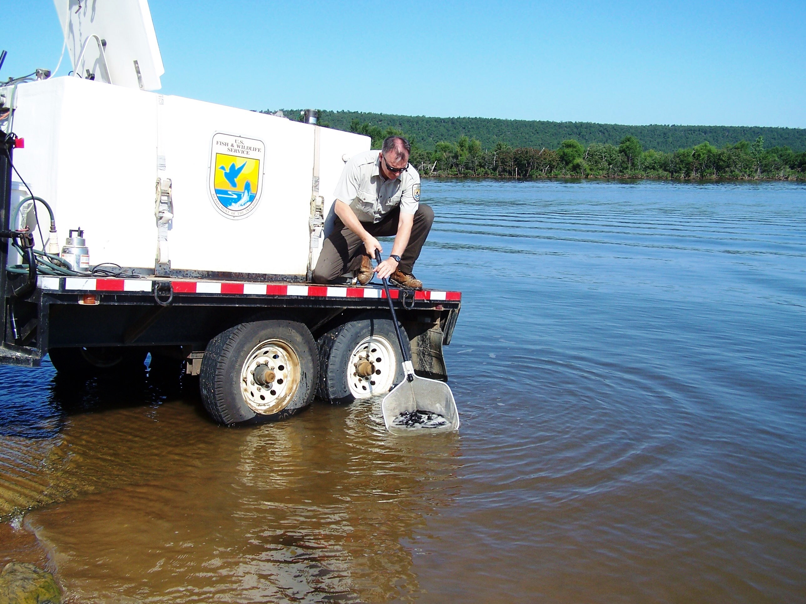 A USFWS biologist crouches over a body of water and dips a net into the water.