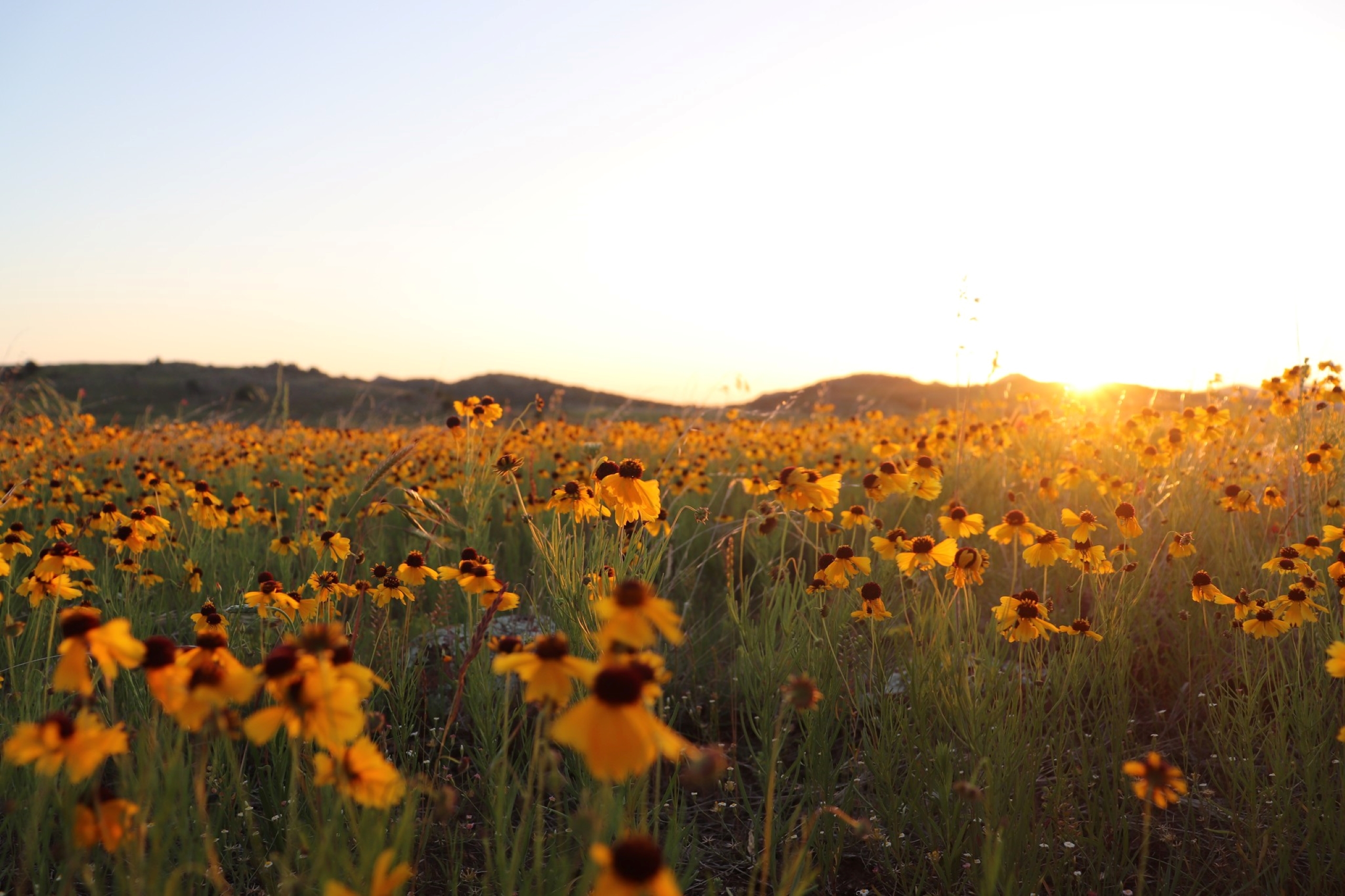 a field of yellow wildflowers at sunset