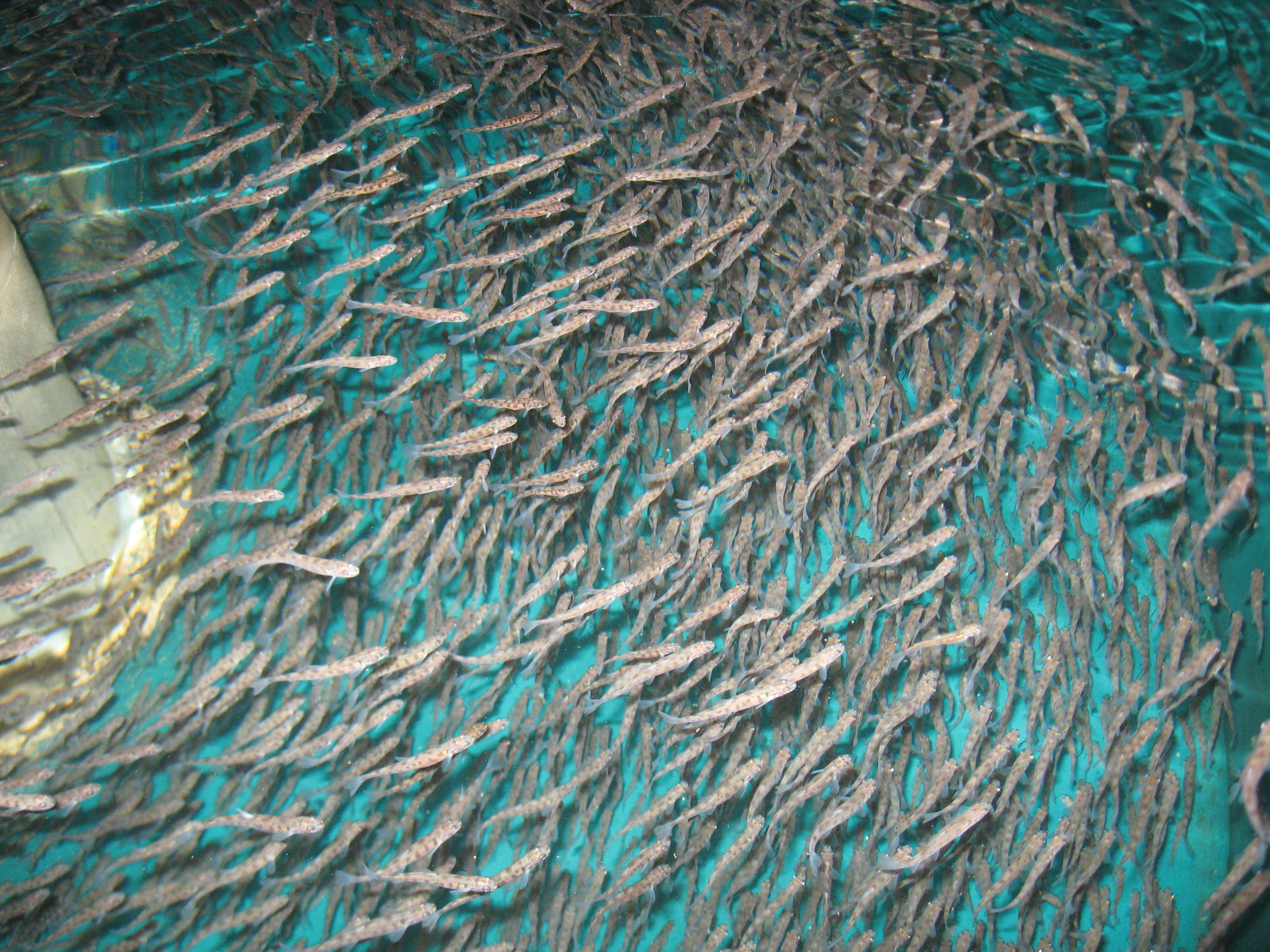 Lake trout fry in a hatchery tank