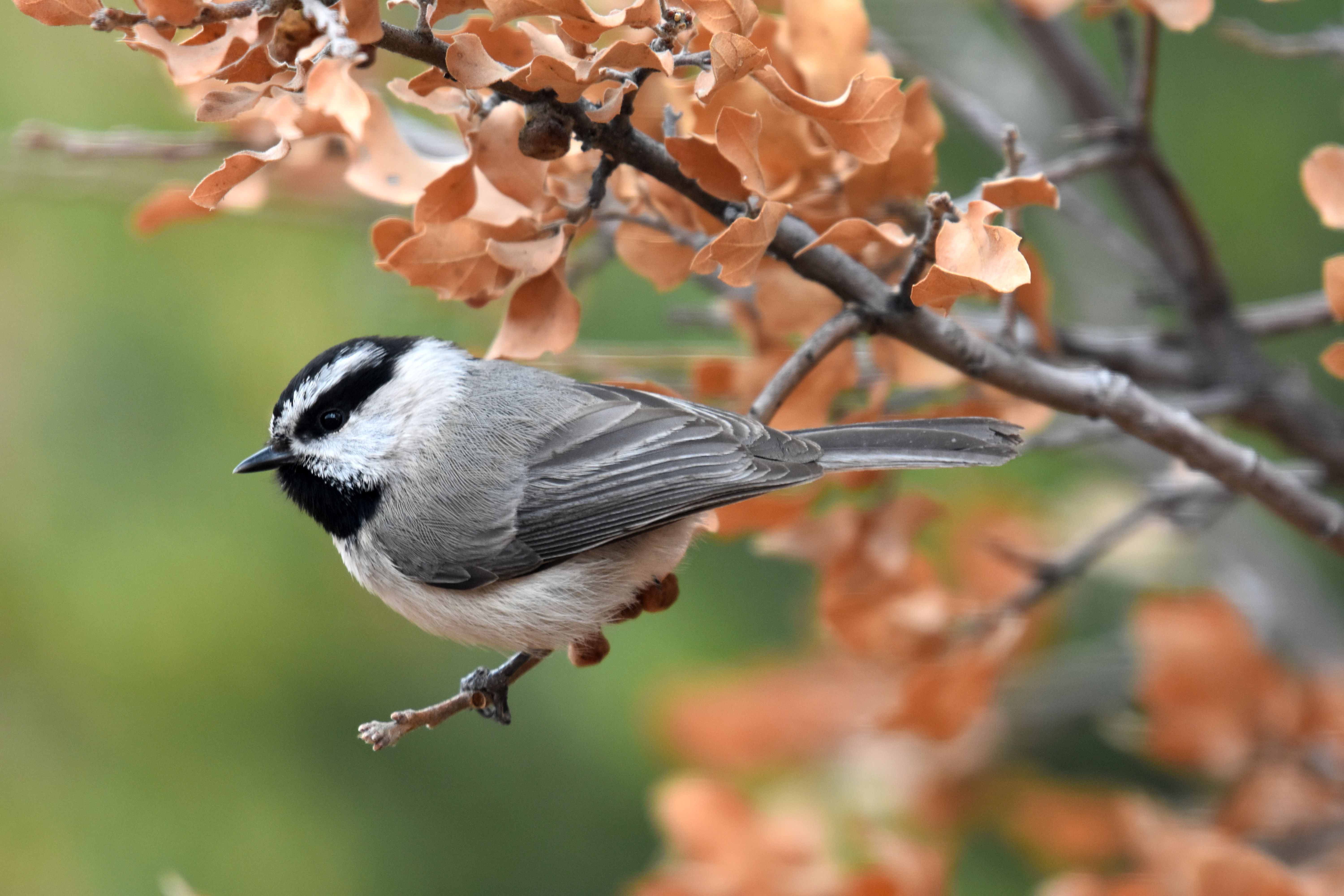 A small white, black and gray bird perched on a tiny branch in a tree with brown leaves