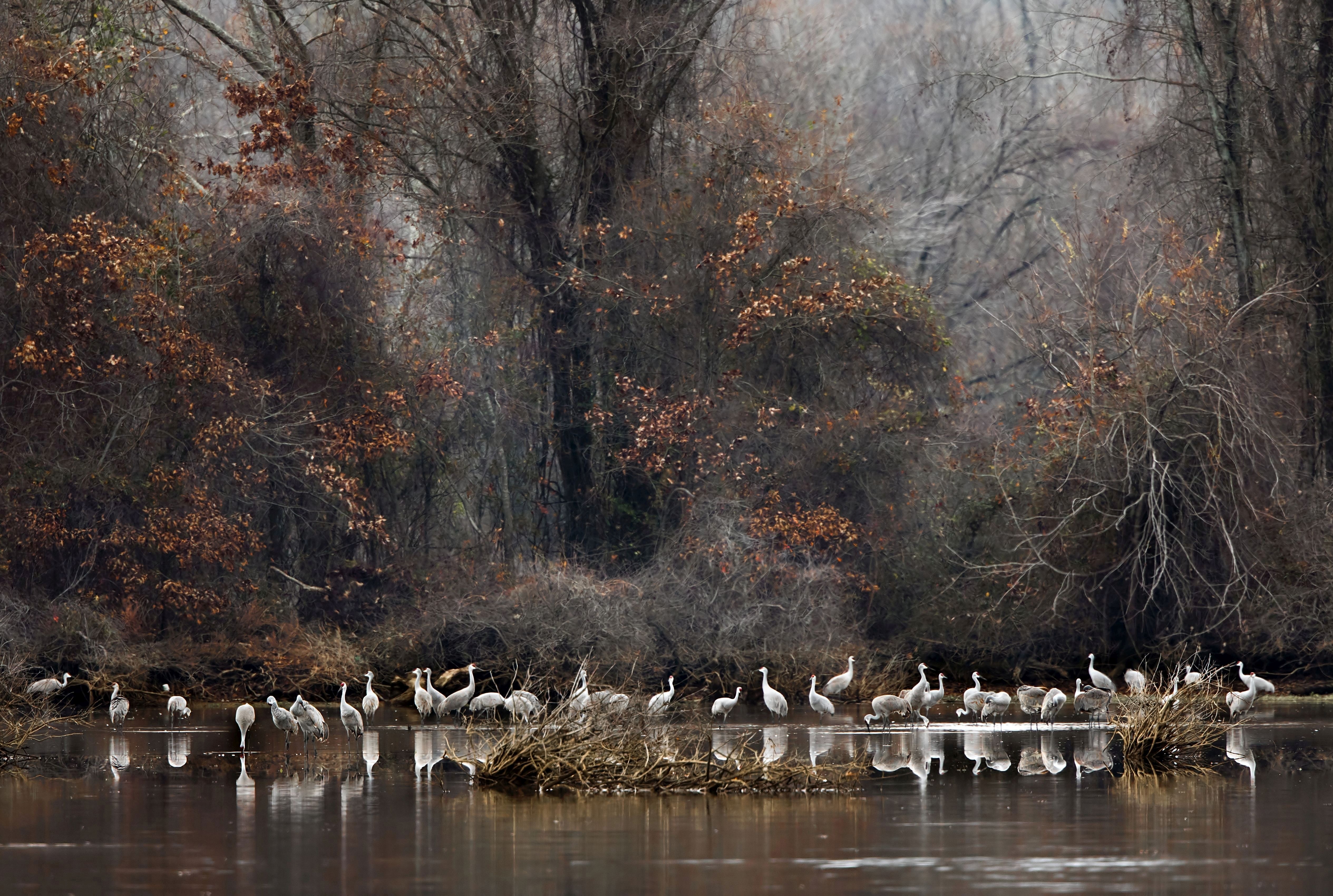 A couple dozen white-ish gray birds standing in shallow water in a forested setting