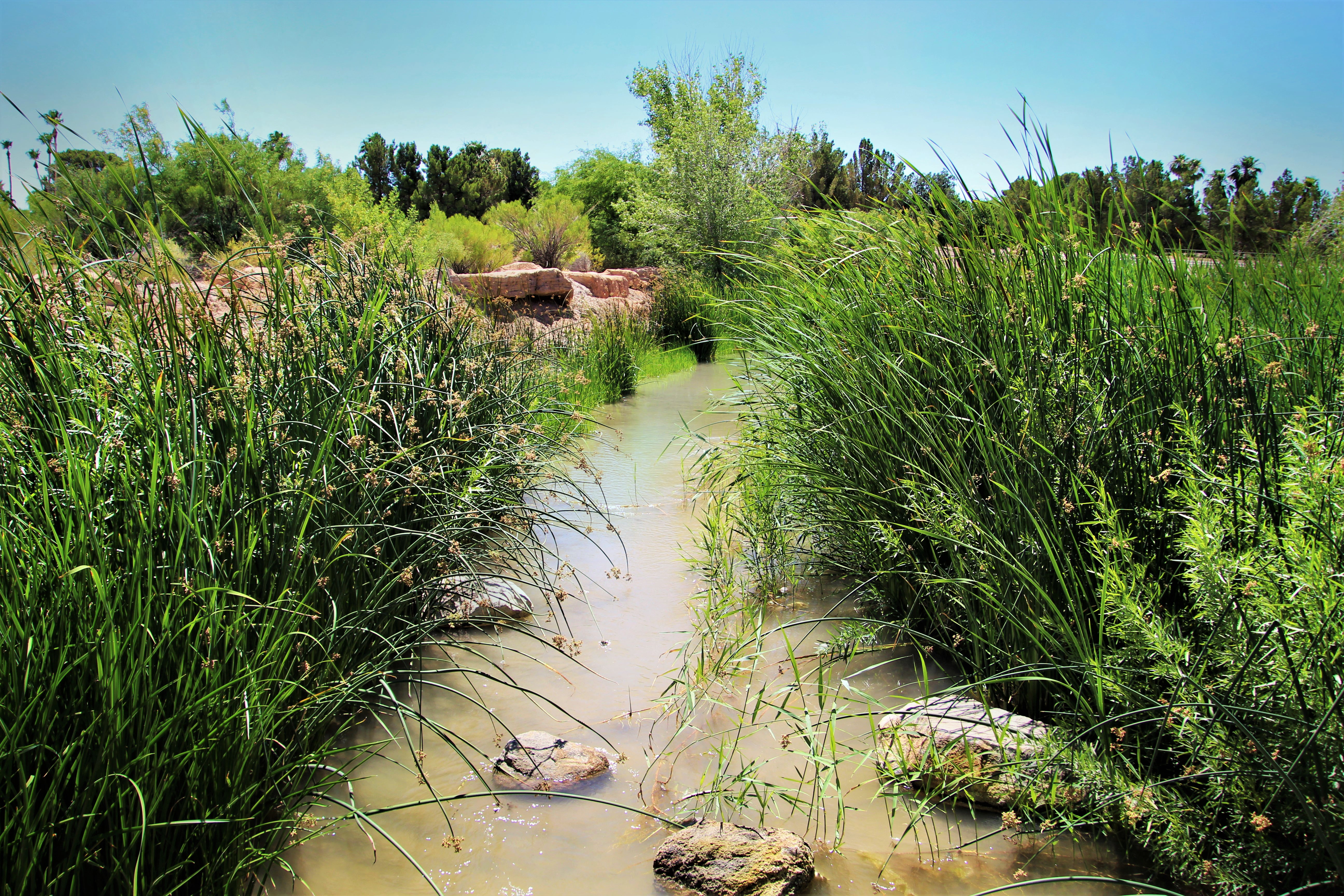 a stream of water with tall grasses on either side