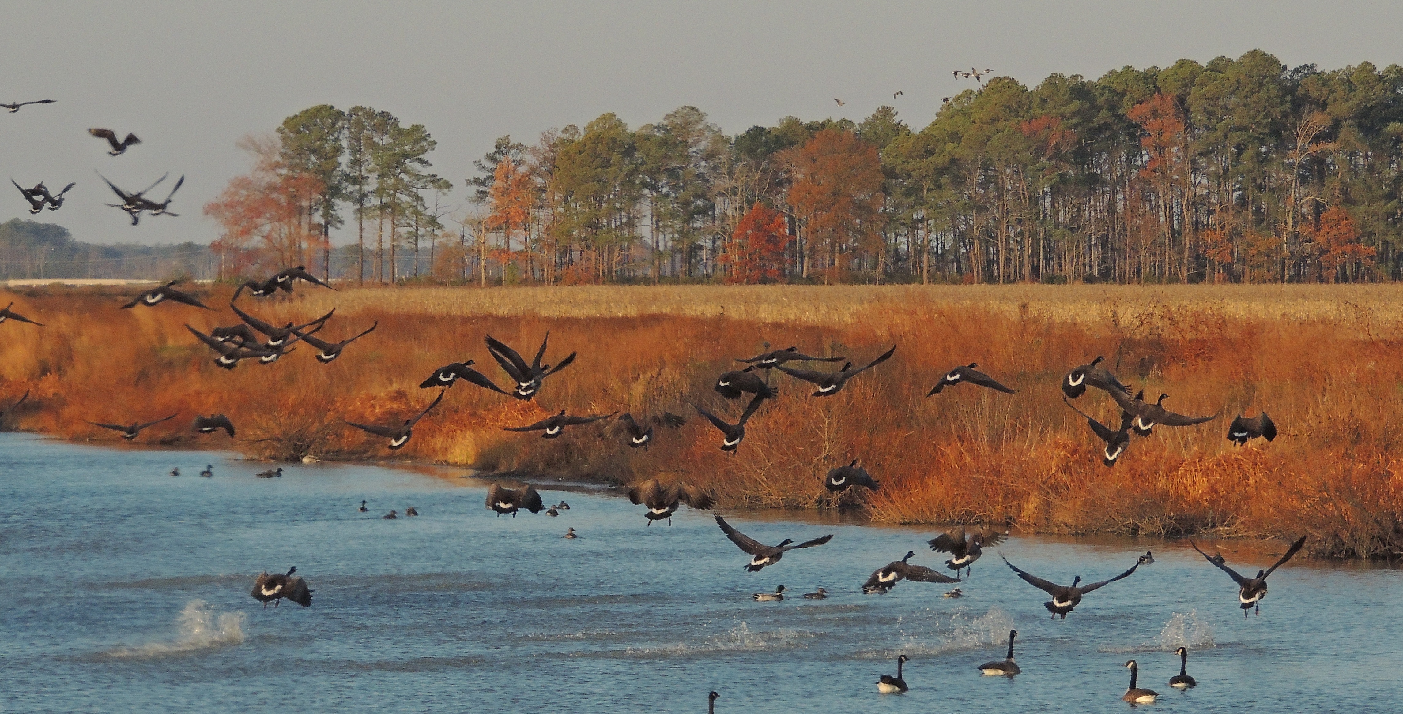Canada geese flying out of impoundment at Blackwater NWR