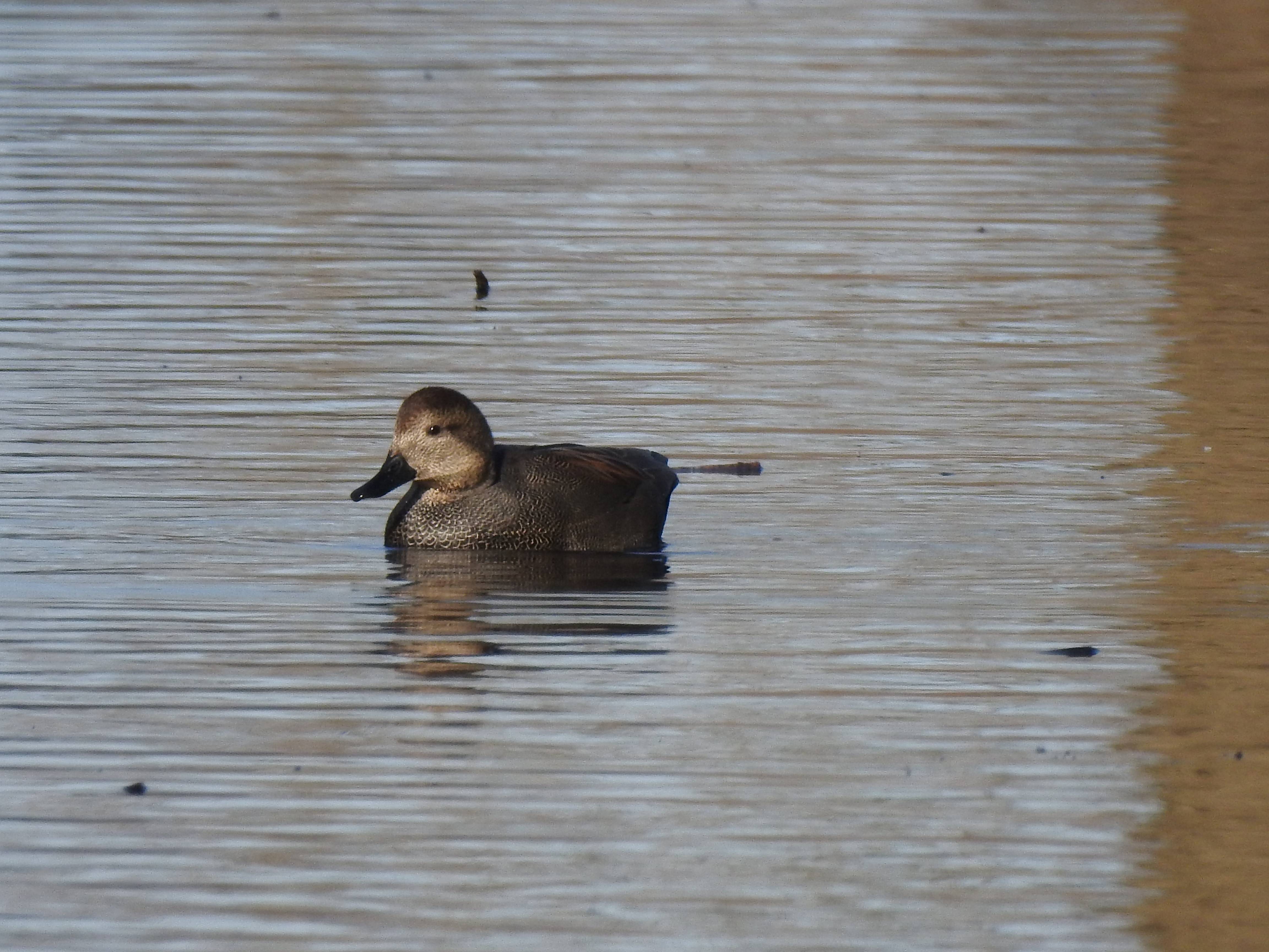 An image of a gadwall duck swimming.