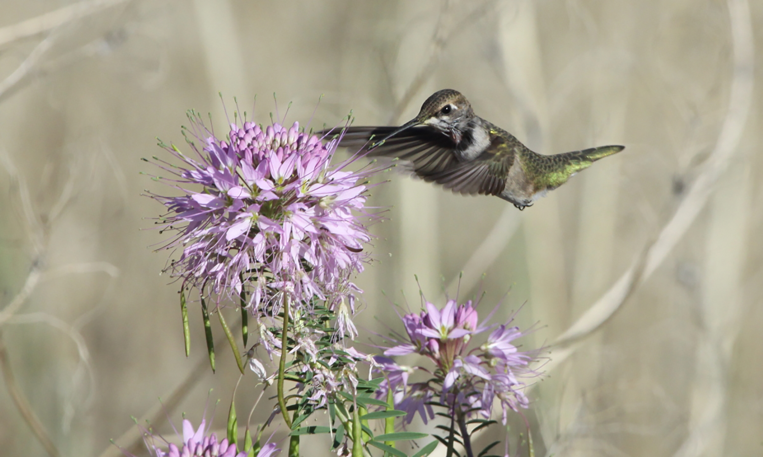 A hummingbird visits a Rocky Mountain bee plant.